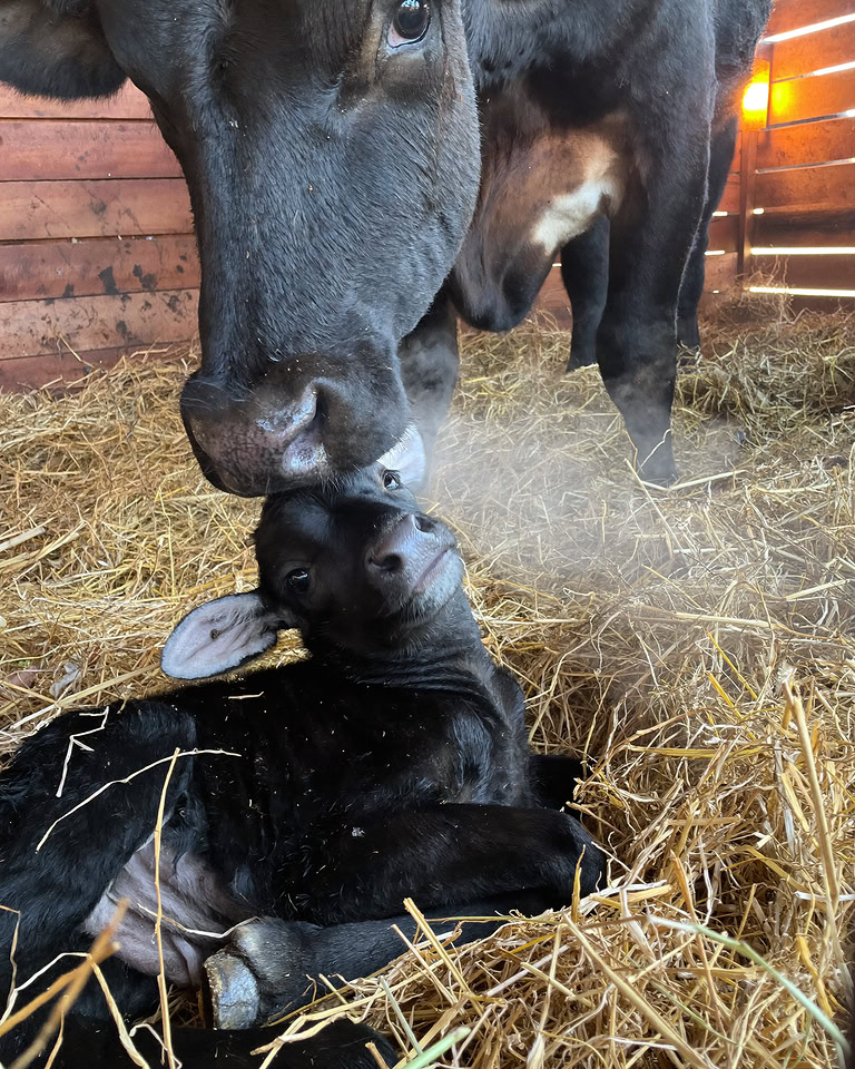 Lenny Robinson Facebook ad: This tool would have saved eleven calves