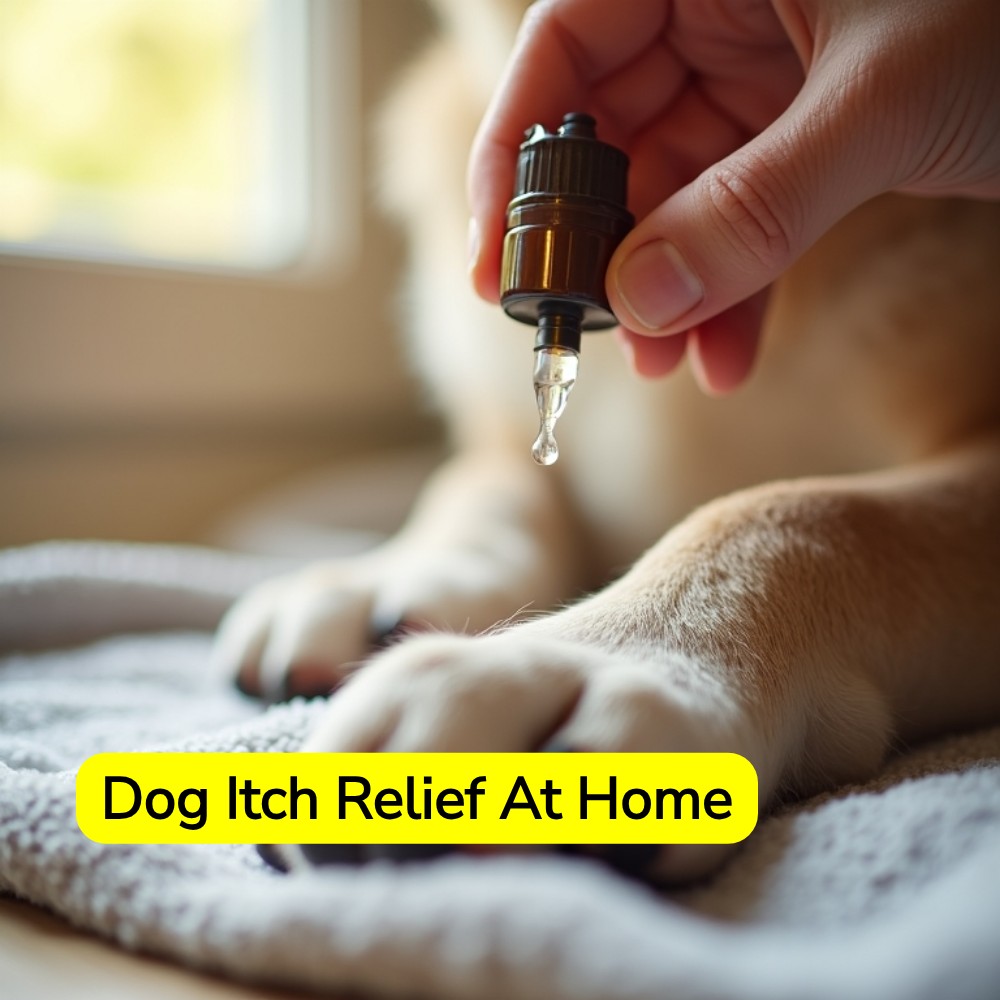 SearchArena Here Facebook ad: Dive Into At-Home Dog Itch Remedy Info.