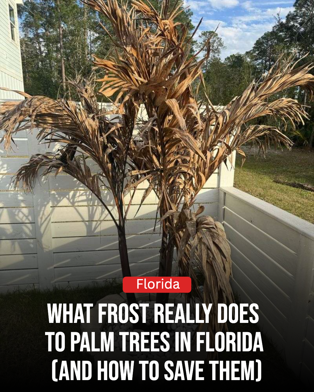 Florida Gardener Facebook ad: What Frost Really Does To Palm Trees In Florida (And How…