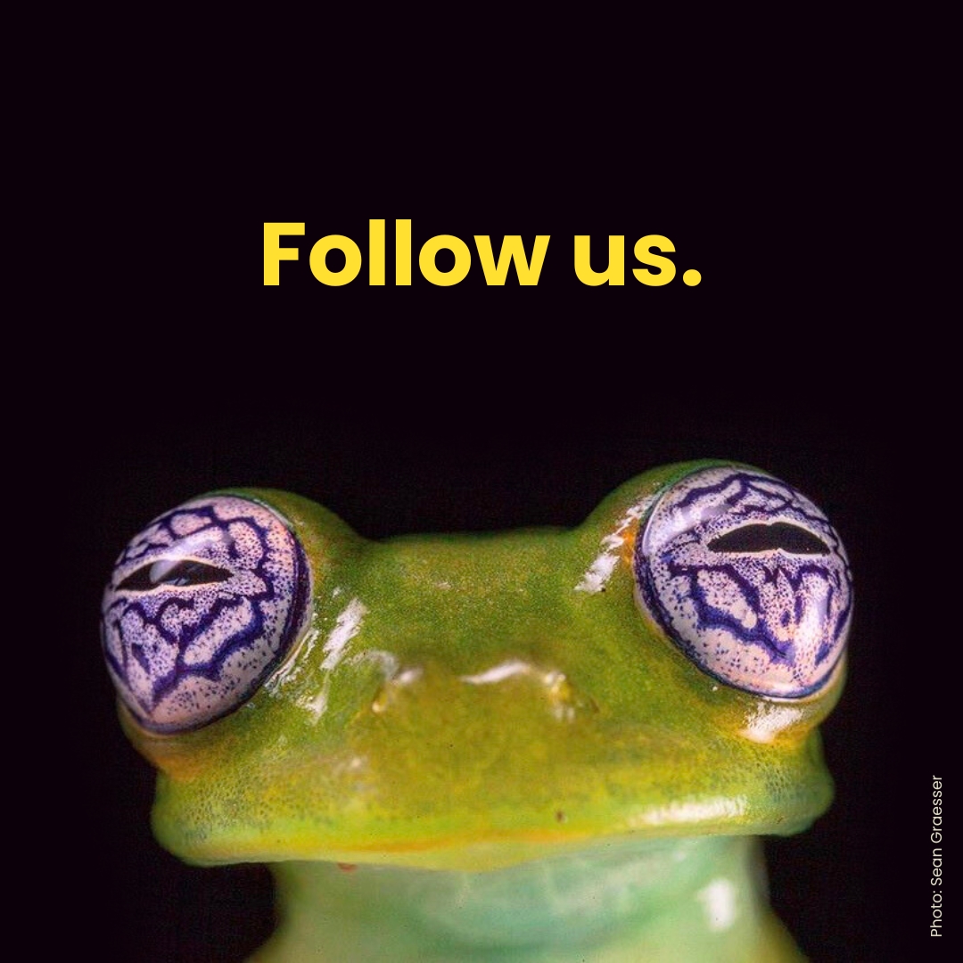 Rainforest Alliance Facebook ad