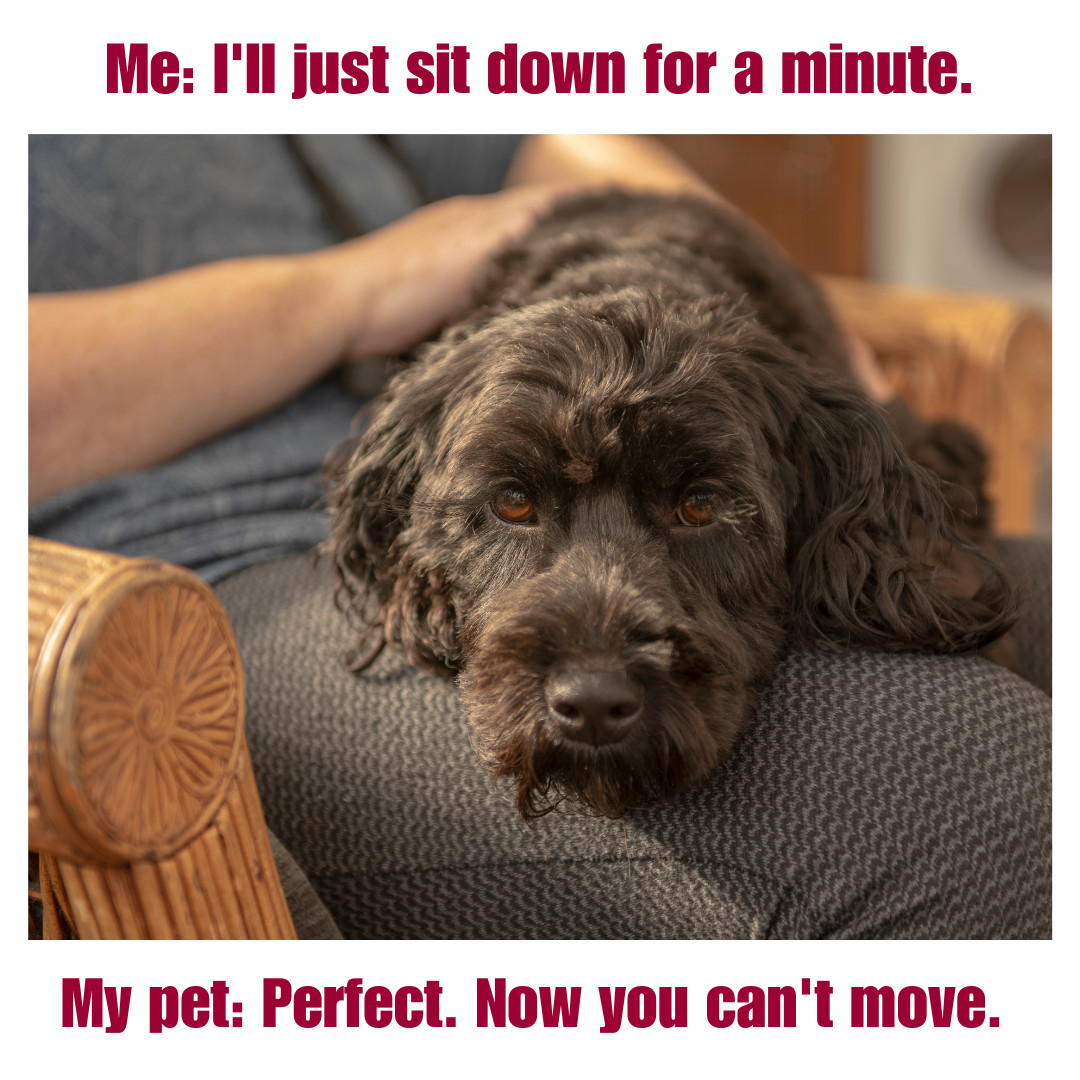 Chapel Hill Veterinary Clinic Facebook ad: Every pet owner knows the rule: once a…