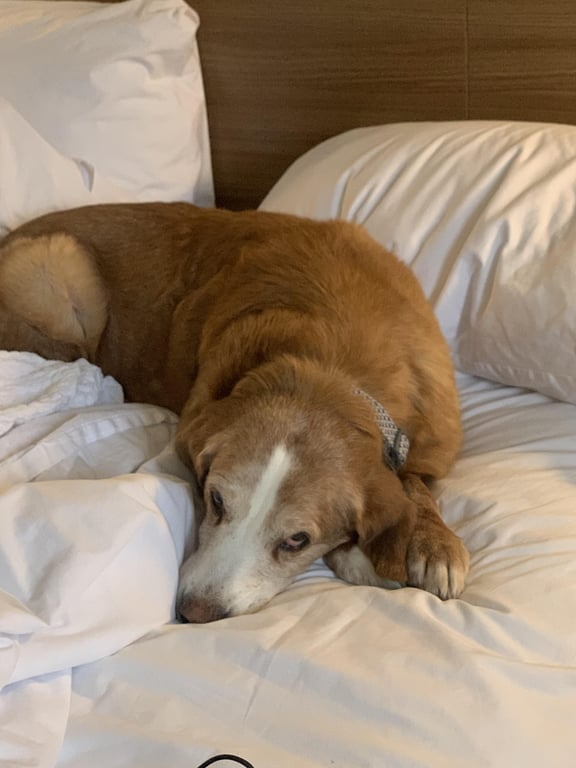 Rebecca Grayson Facebook ad: If Your Dog or Cat Sleeps In Bed With You At Night, Read…