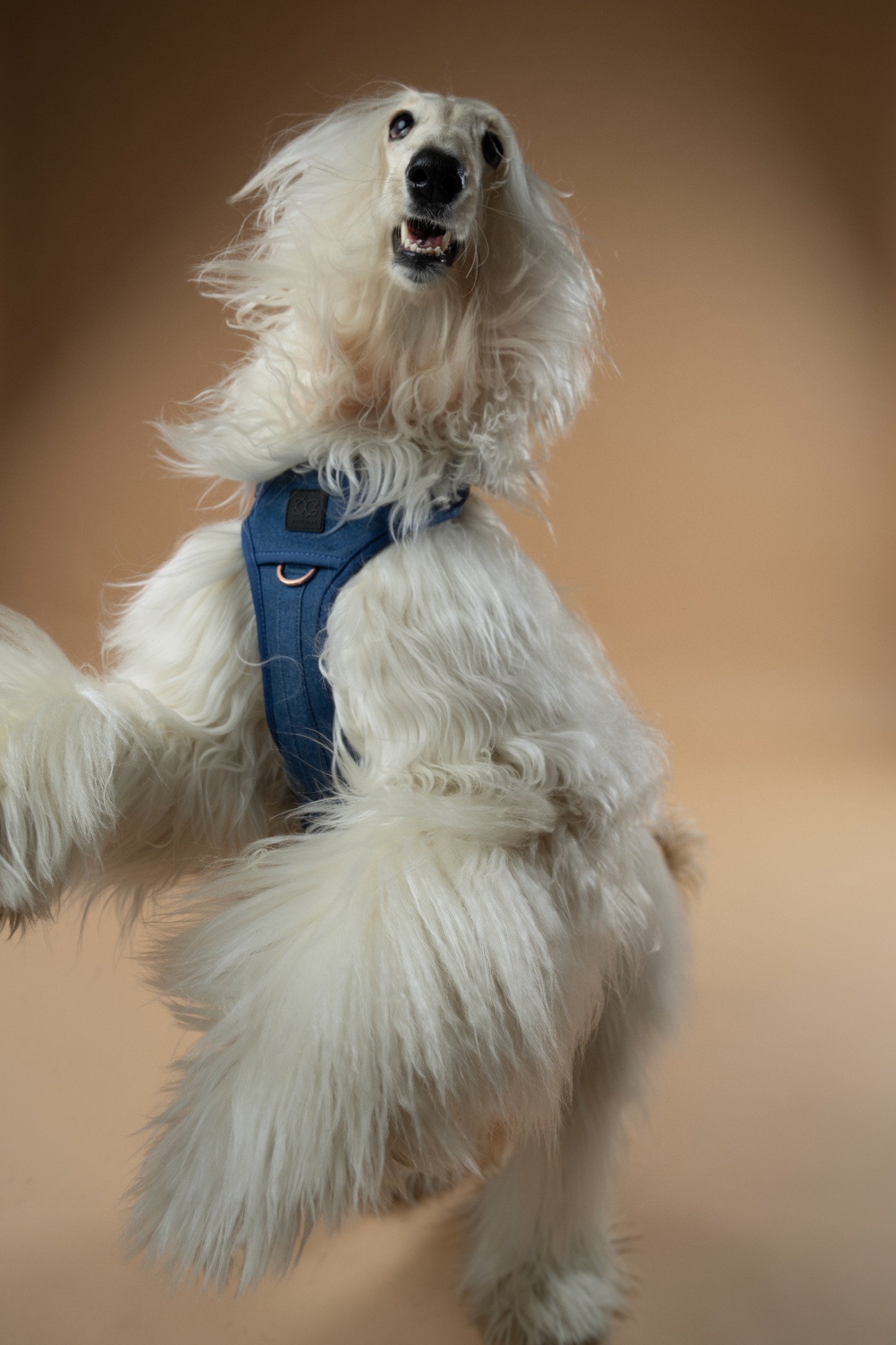 Dogistry Facebook ad