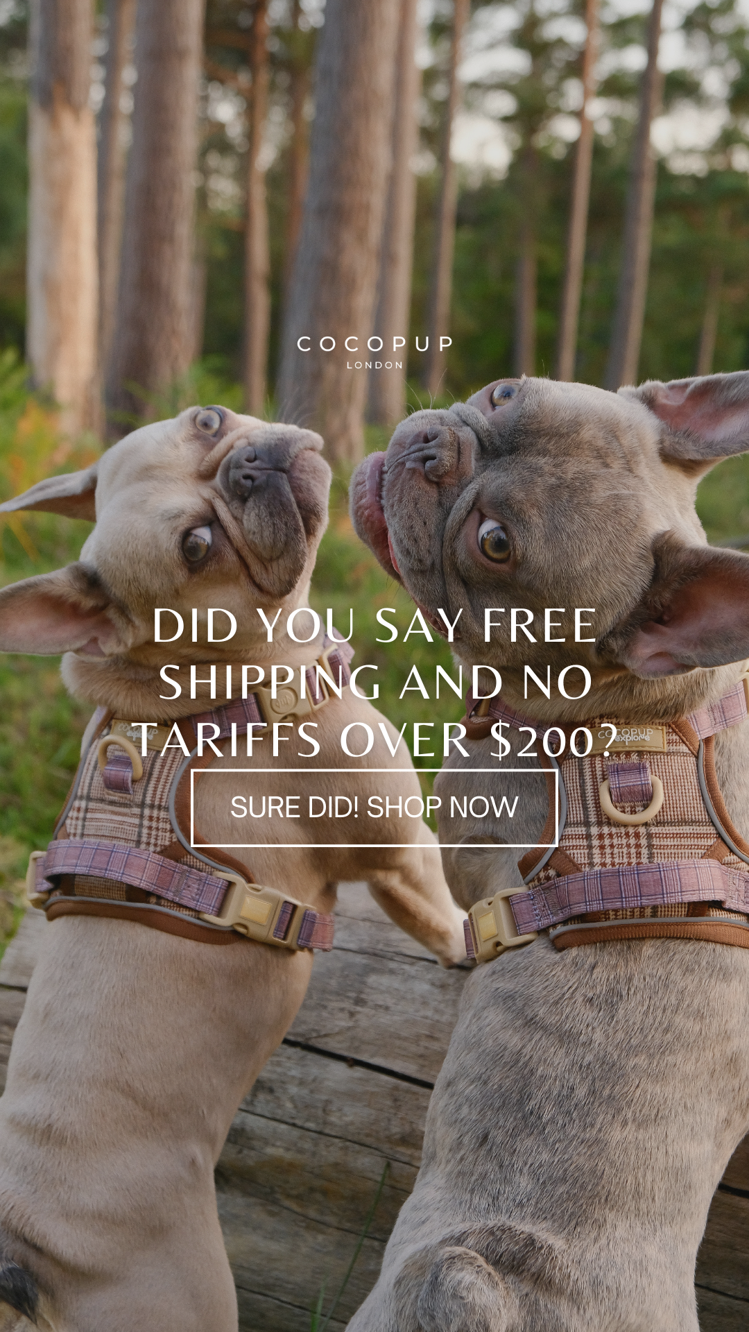 Cocopupuk Facebook ad