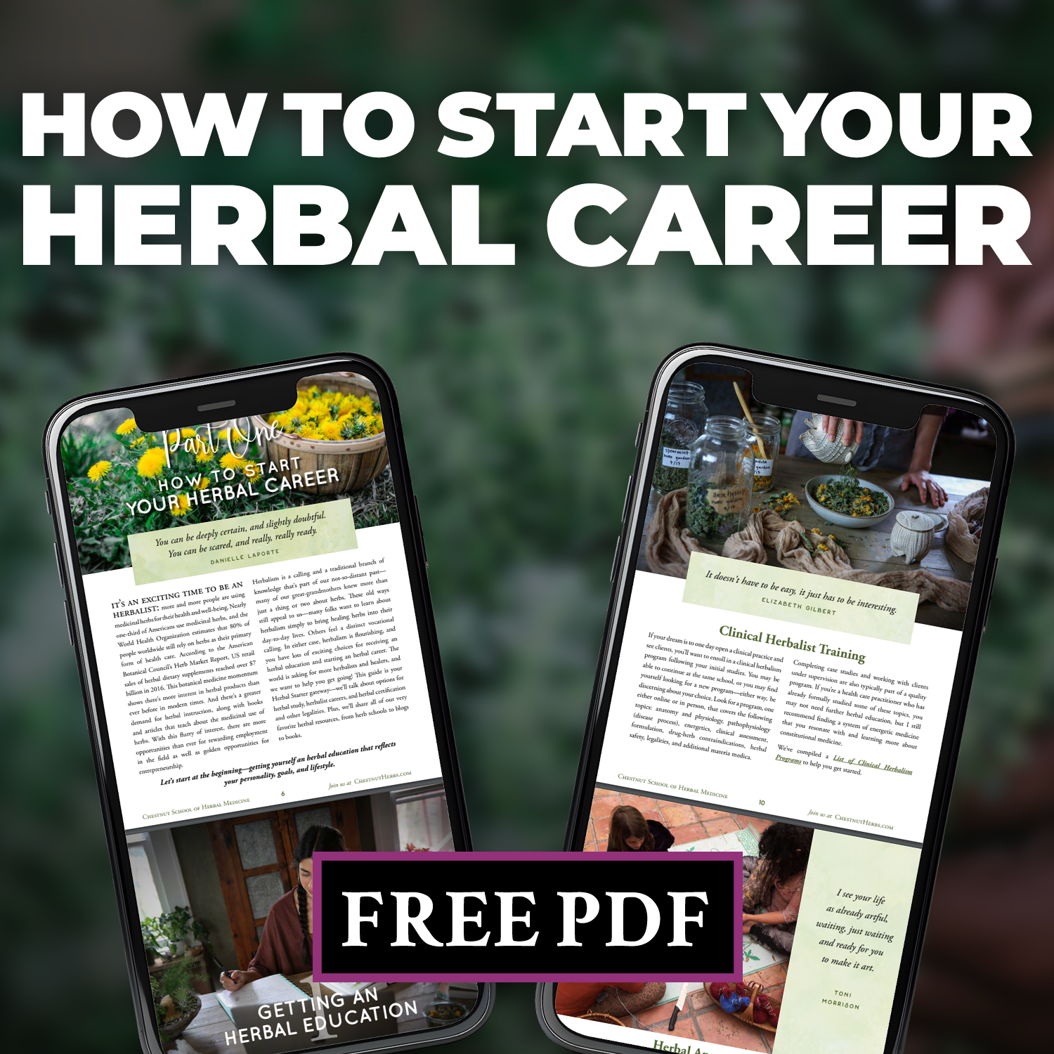 Chestnut School of Herbal Medicine Facebook ad: FREE Guide to Jumpstart Your Herbalist Career