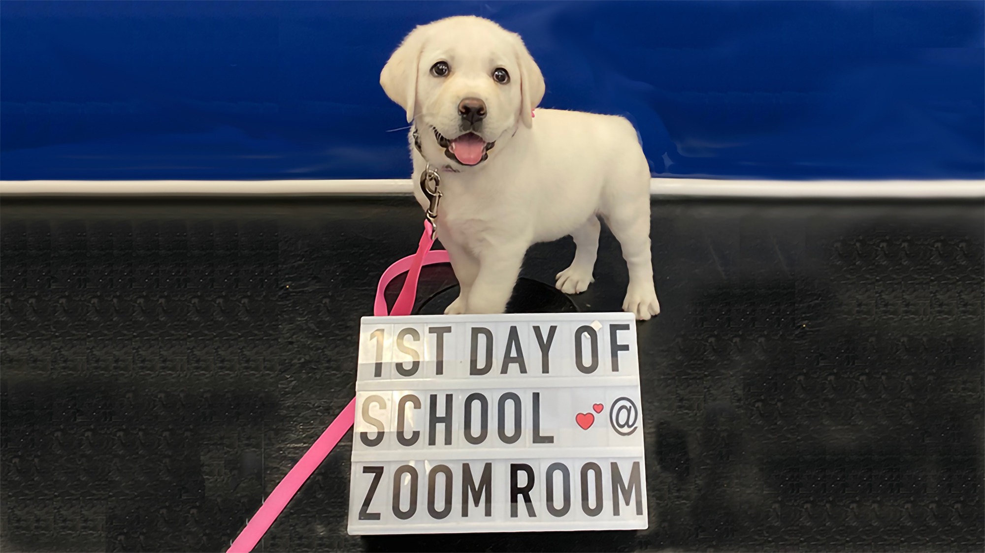 Zoom Room Dog Training Facebook ad
