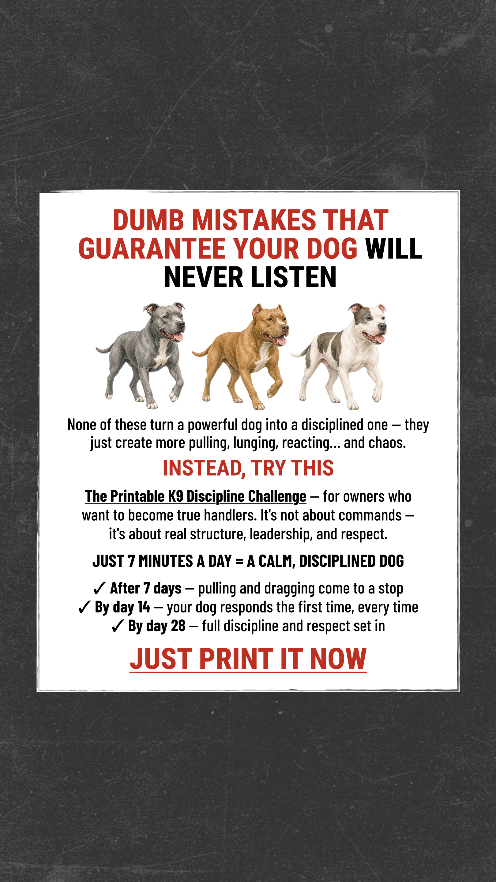 Dog Training Program Facebook ad: Take the lead. Start now