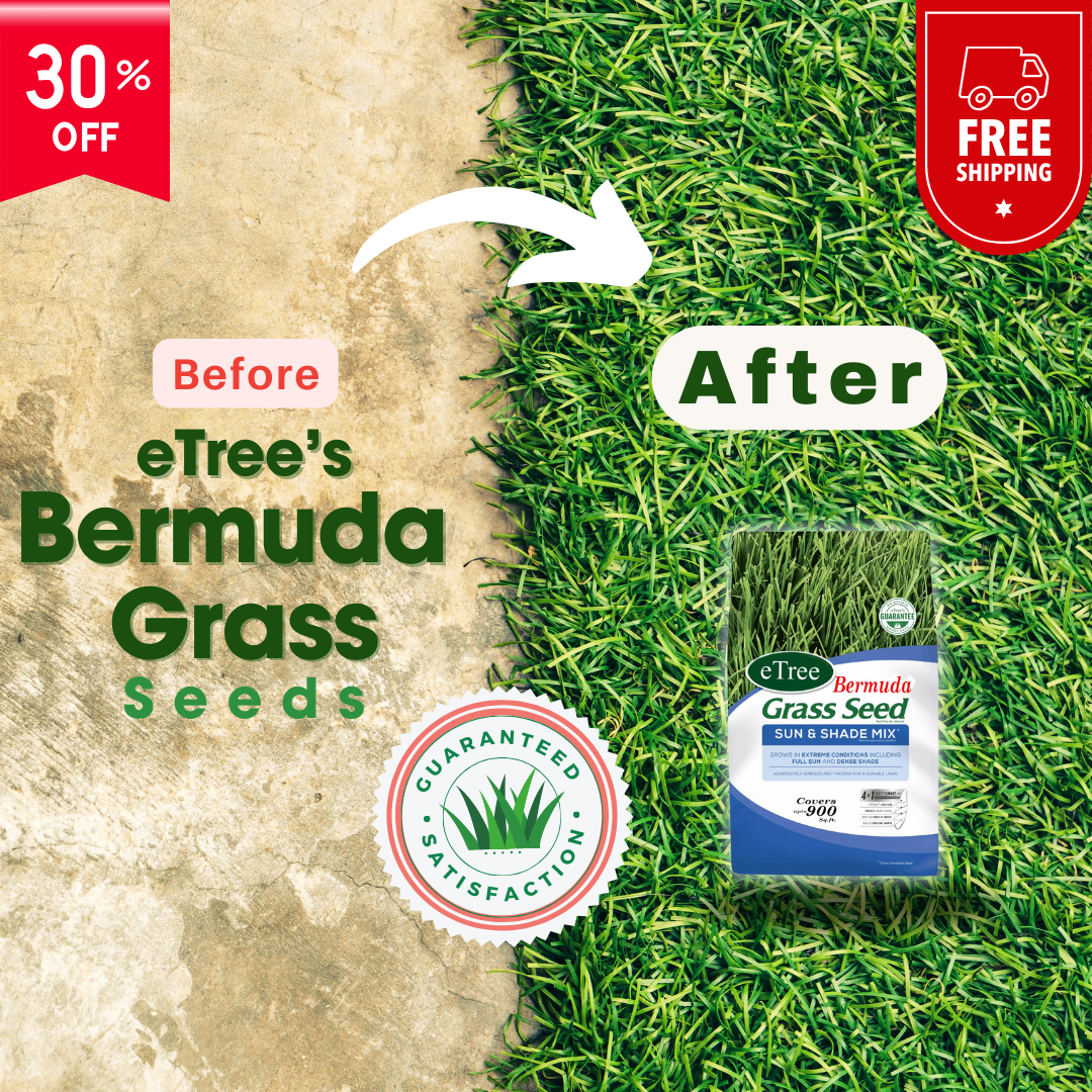 Etree.pk Facebook ad: Transform your lawn with eTree’s Bermuda Grass Seeds!