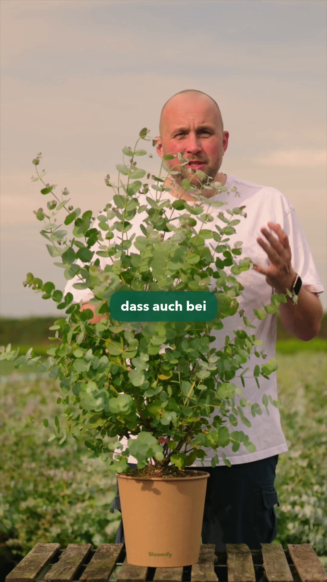 Bloomify Facebook ad: Eukalyptus aus deutschem Anbau