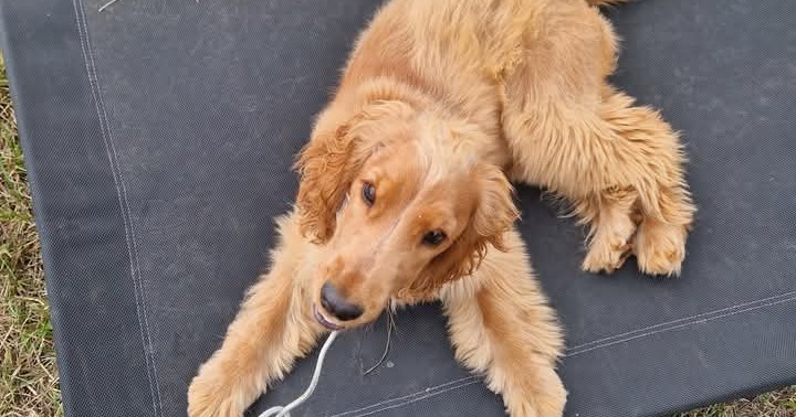 Jackie's Dog Walking & Training Facebook ad: Dog Walking, engaging walks.