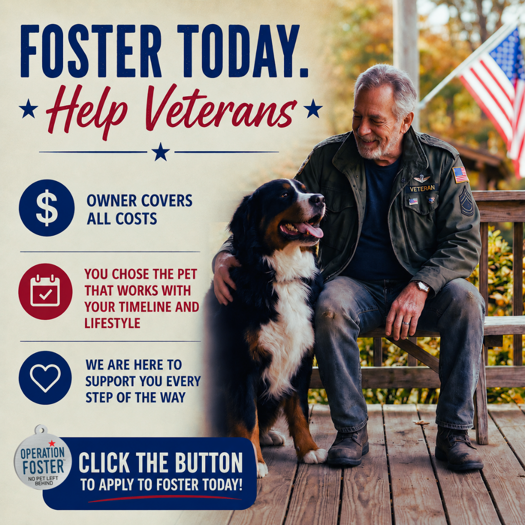 Operation Foster Facebook ad: Apply to Foster Today!