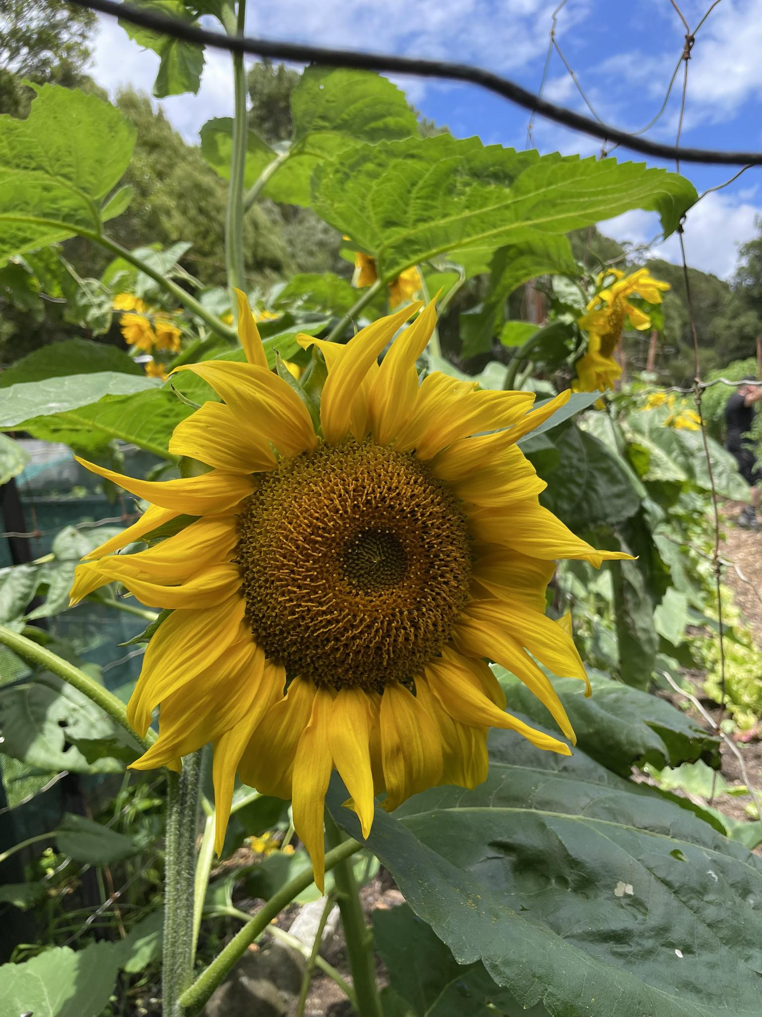 South Kaipara Good Food Facebook ad: A sunflower today for those who think of…