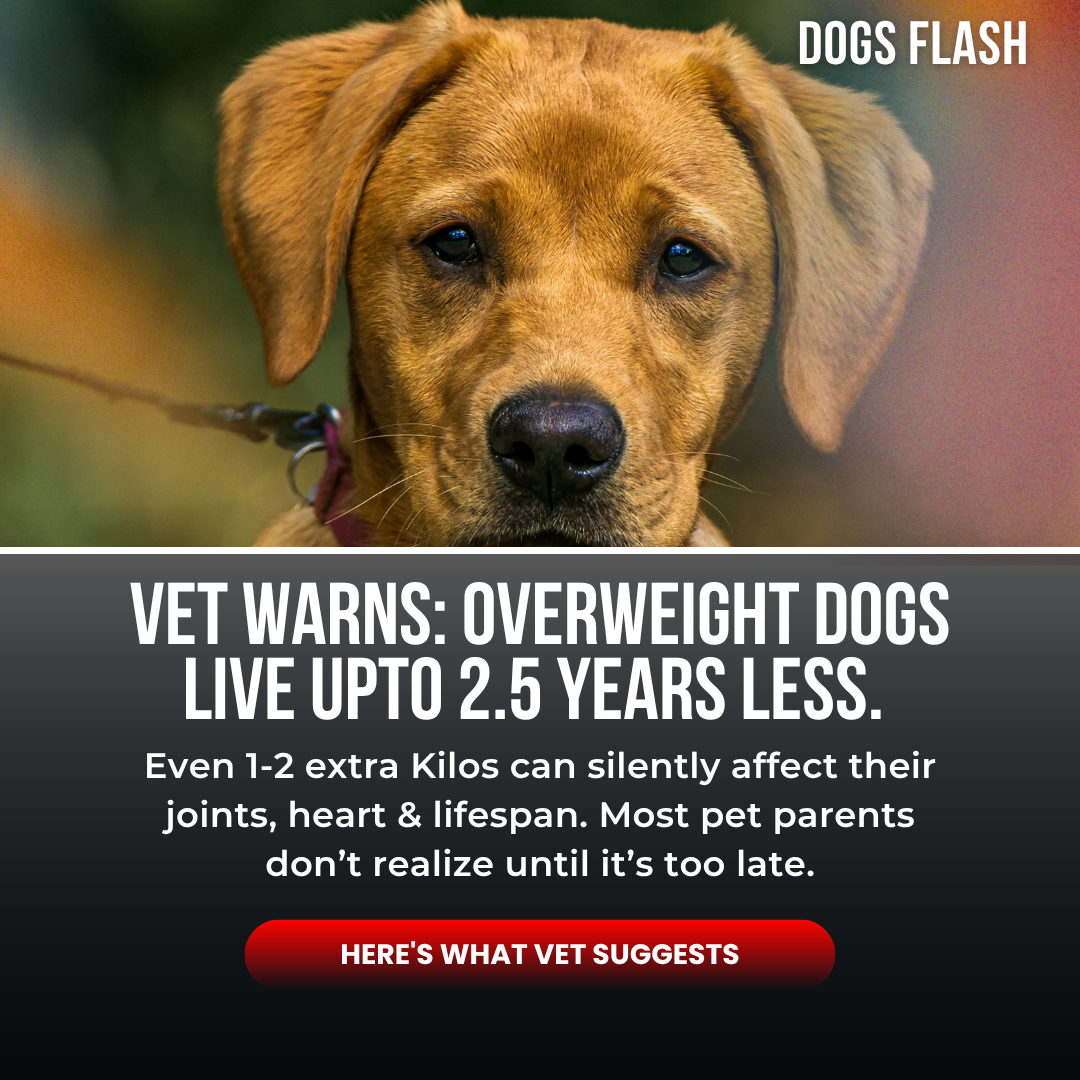 K9 Vitality Facebook ad