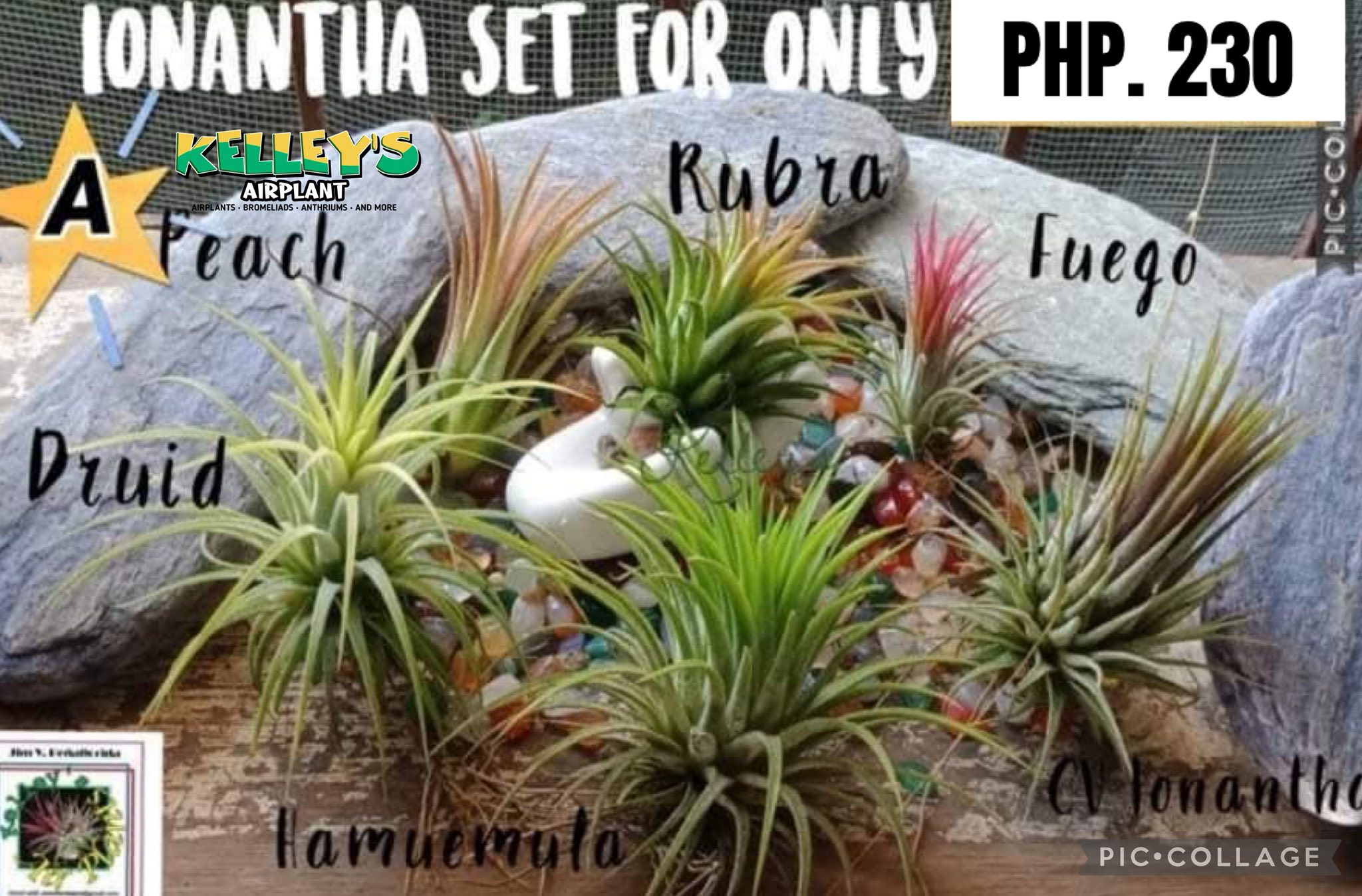 KELLEY's Airplant Facebook ad: Be your Supplier of Affordable Airplants available at…