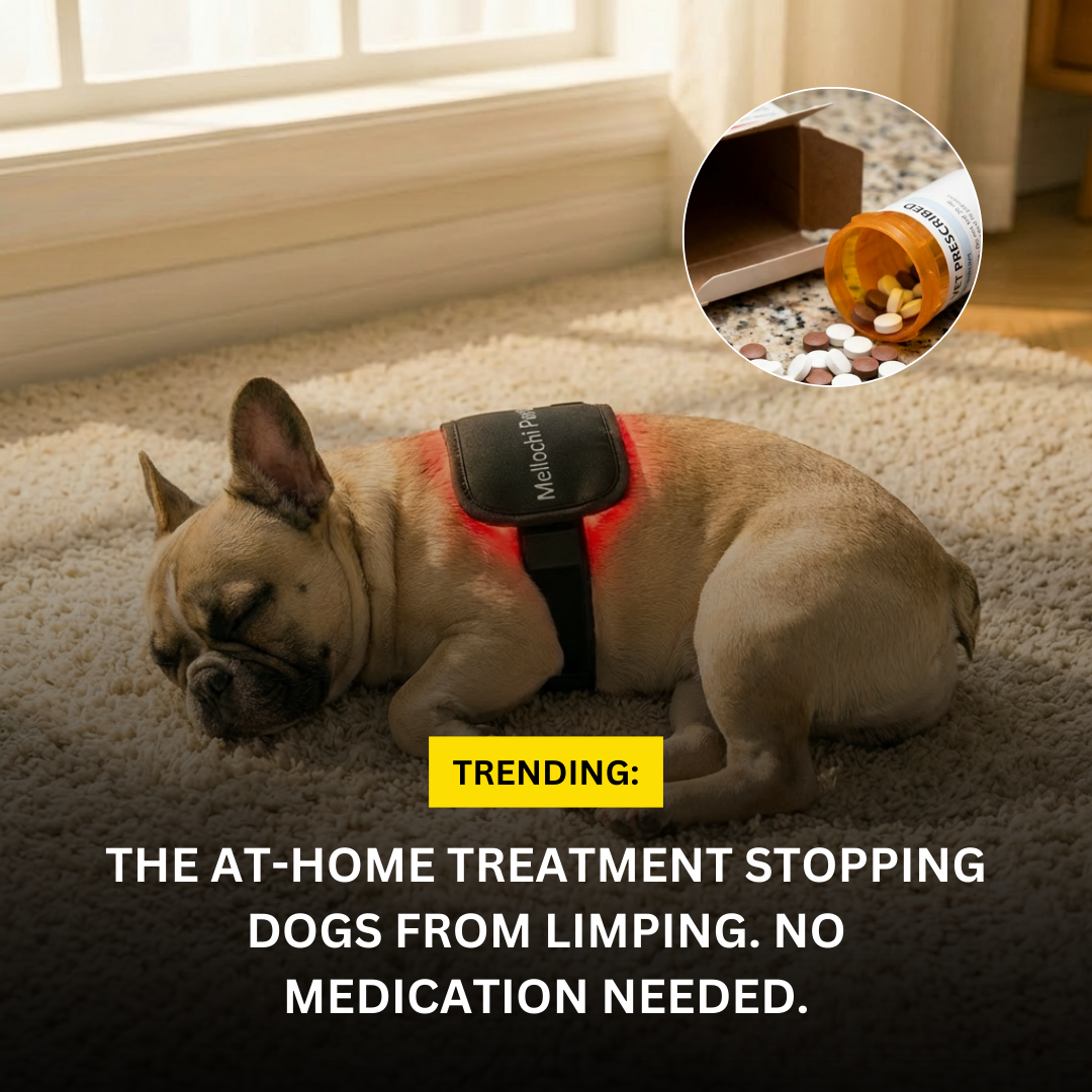 Mellochi Facebook ad: The Simple Treatment Giving Dogs Their Spark Back