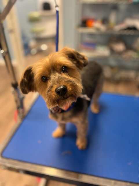 Wakefield Pet Spa Facebook ad: Where tails wag & pets shine!