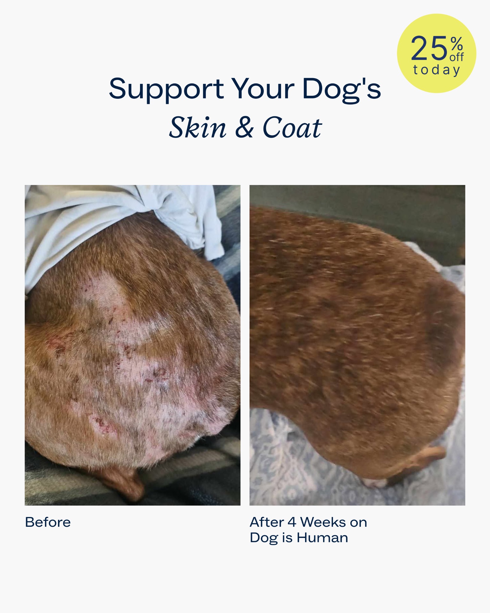 Dog is Human Facebook ad