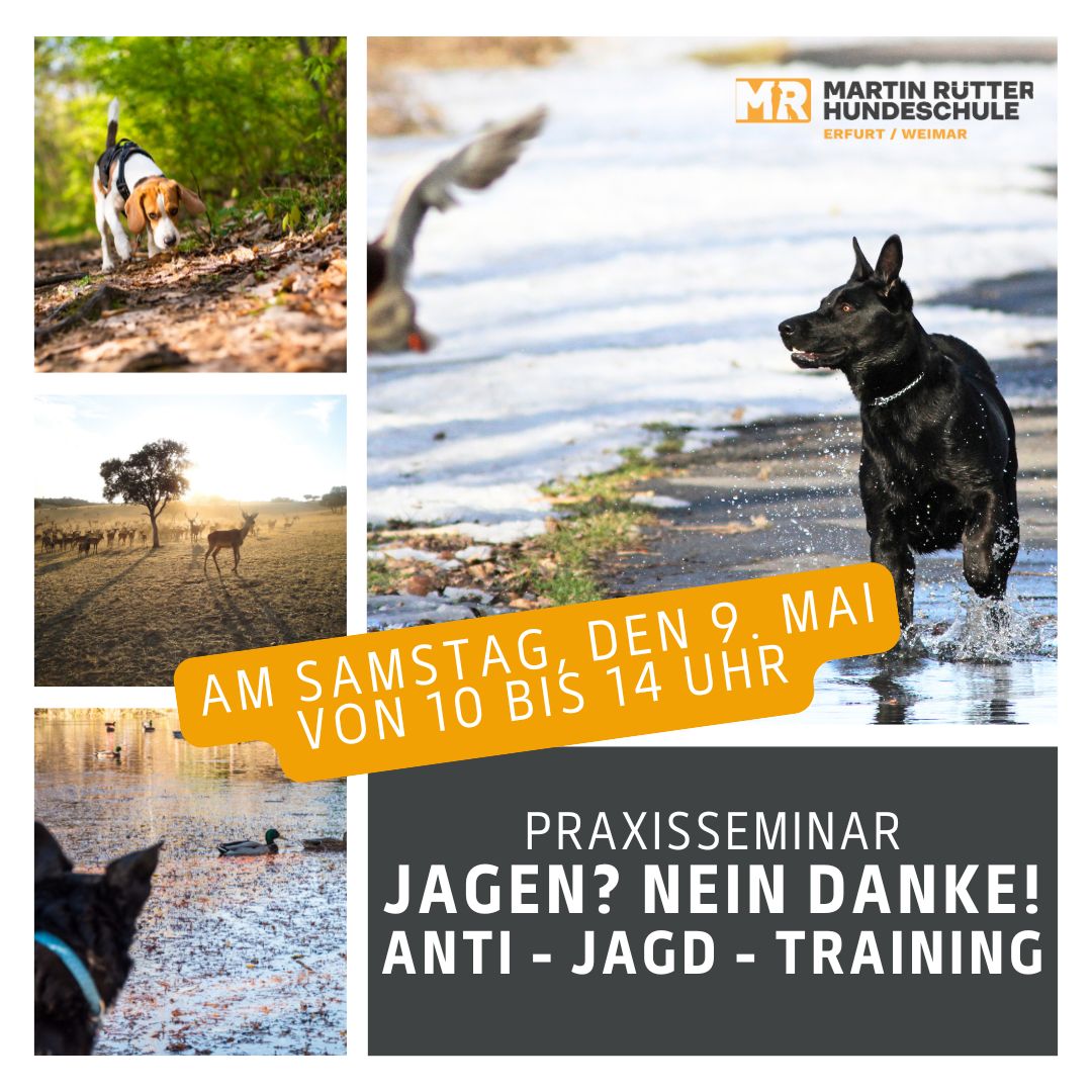 Martin Rütter Hundeschule Erfurt - Weimar Facebook ad