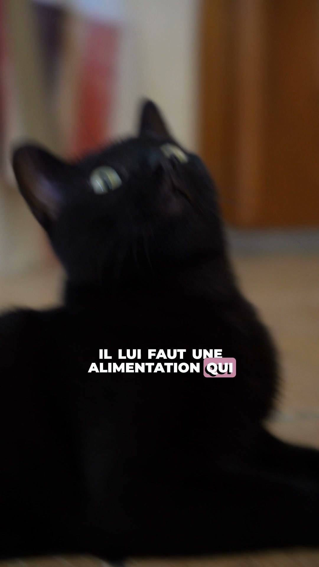 Franklin Pet Food Facebook ad: Ils ne laissent pas une miette