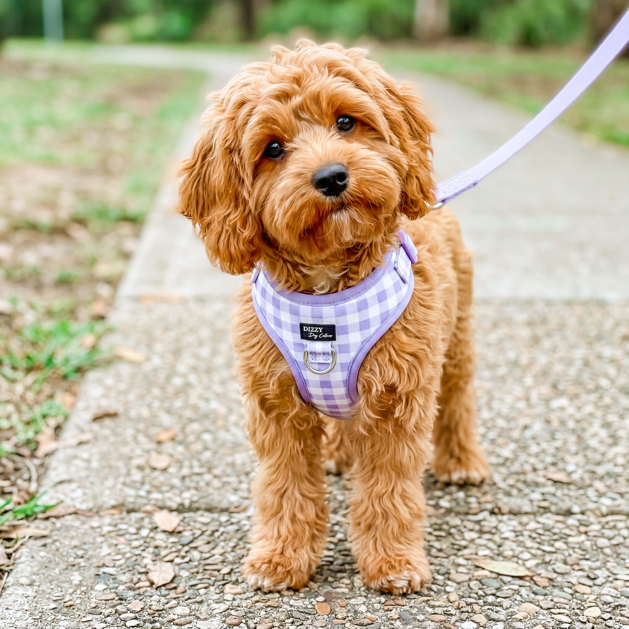 Dizzy Dog Collars Facebook ad