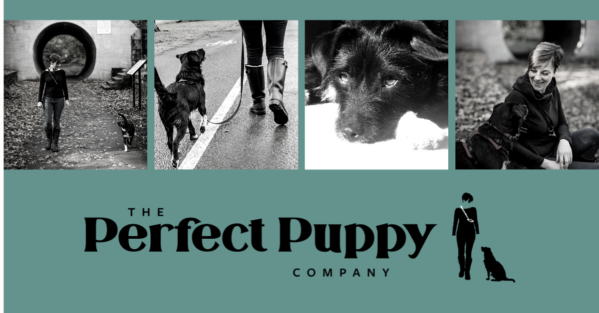 The Perfect Puppy Company Facebook ad: Dog Training in Glasgow