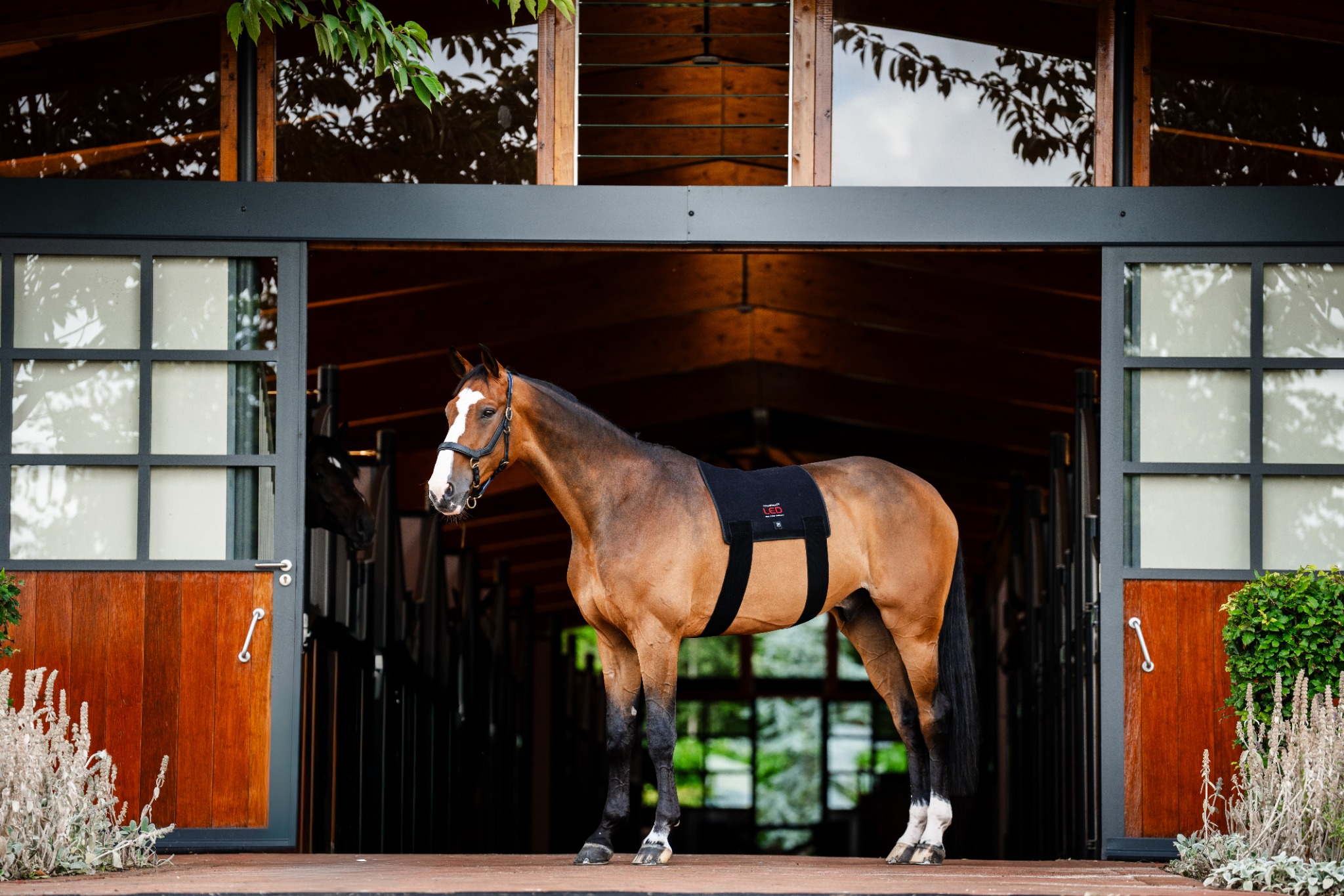 Horseware Australia Facebook ad: Target Big Muscle Groups with Ease