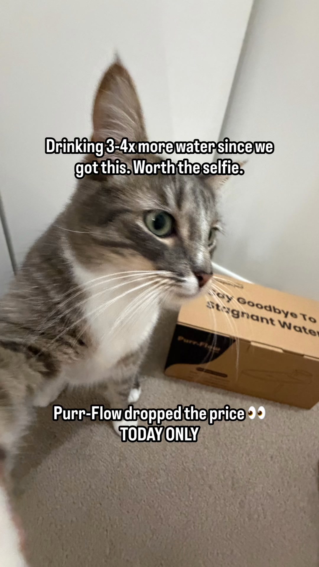 Purr-Pod Facebook ad: BEST Cat Fountain On The Market
