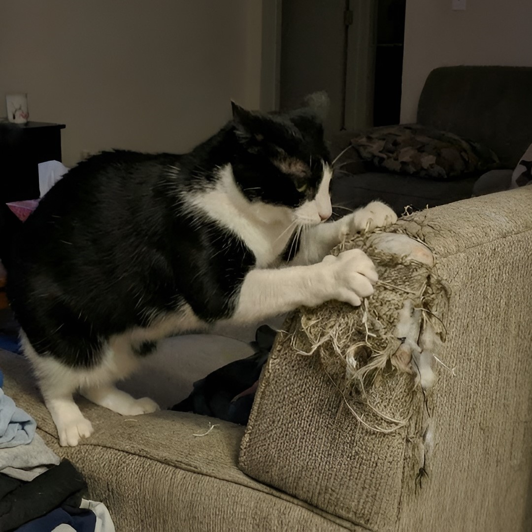 Purrfect Health Secrets Facebook ad: Give Your Cat What Actually Works