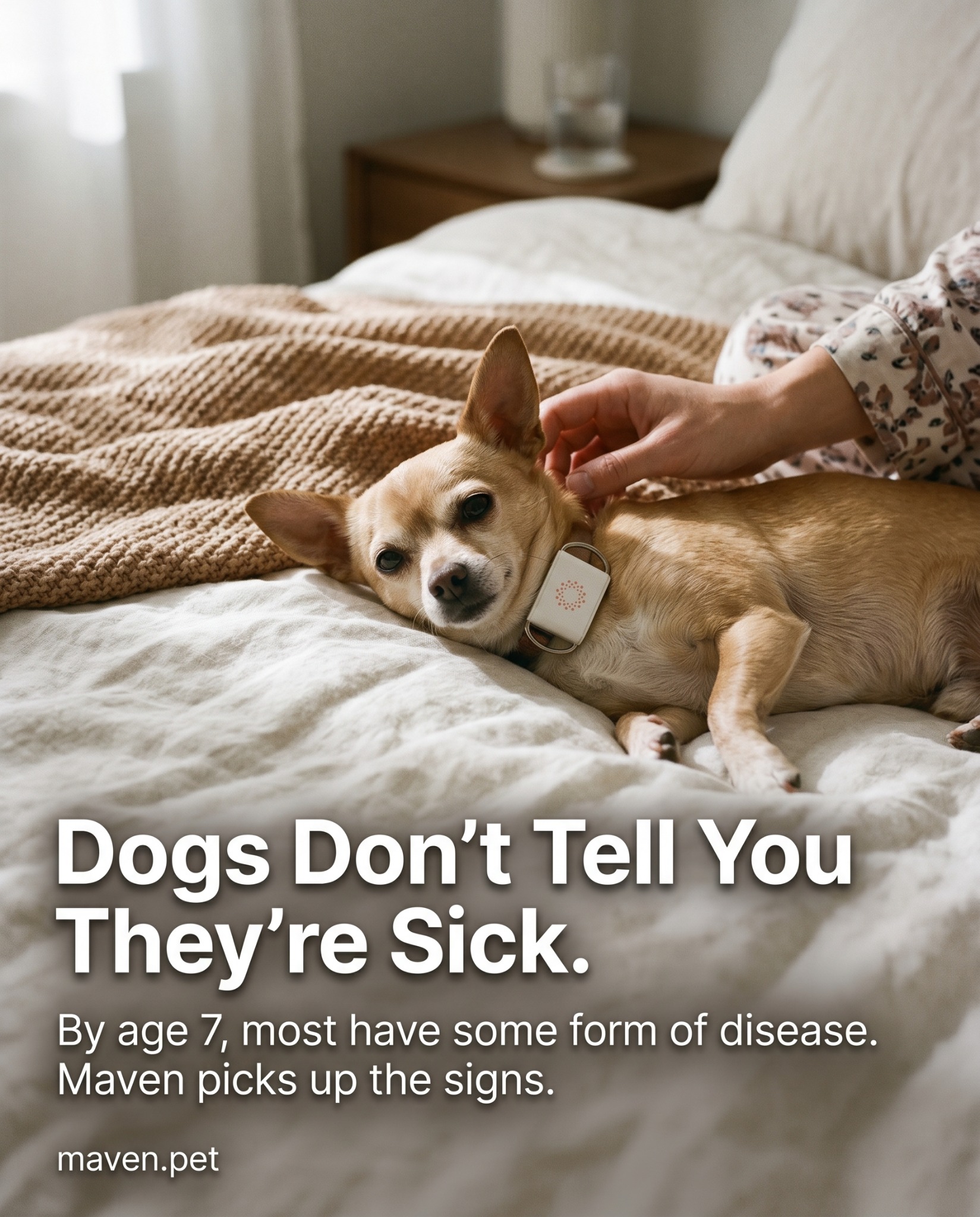 Maven Pet Facebook ad