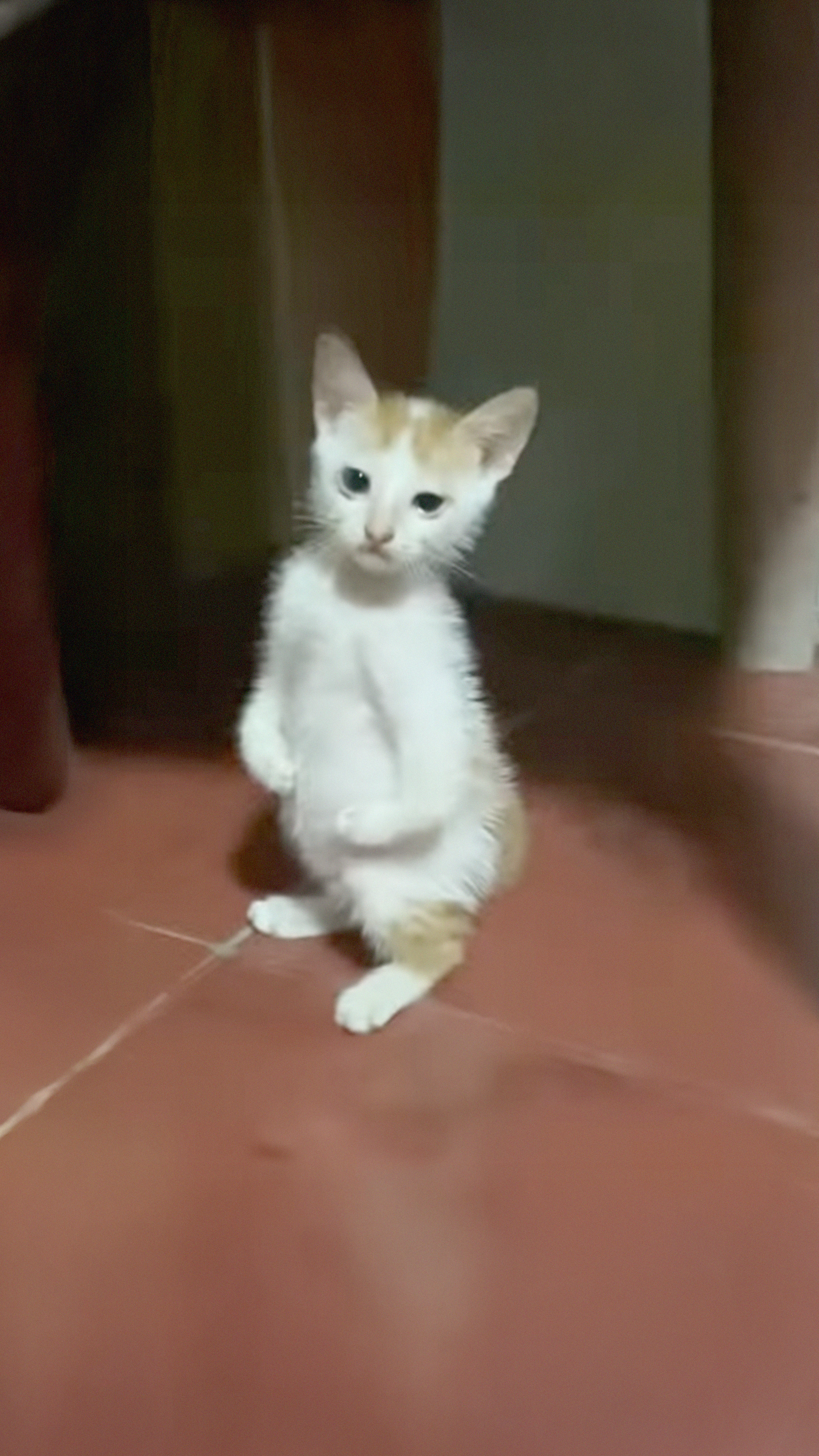 Cattasaurus Peekaboo Cat Cave Facebook ad