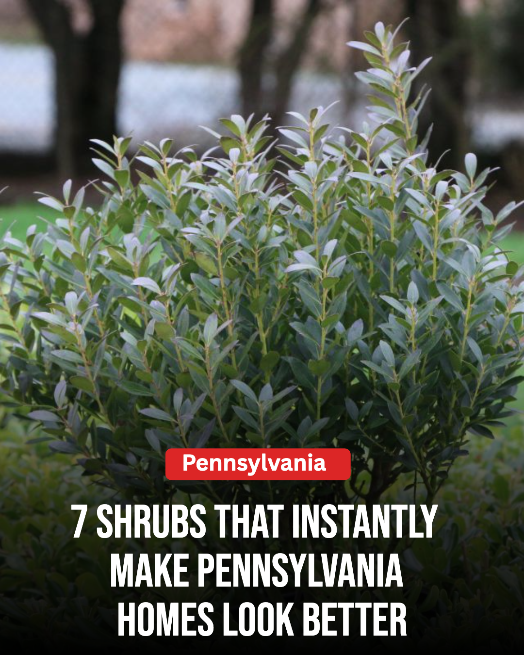 Pennsylvania Gardener Facebook ad: These Shrubs Instantly Make Pennsylvania Homes Look Better