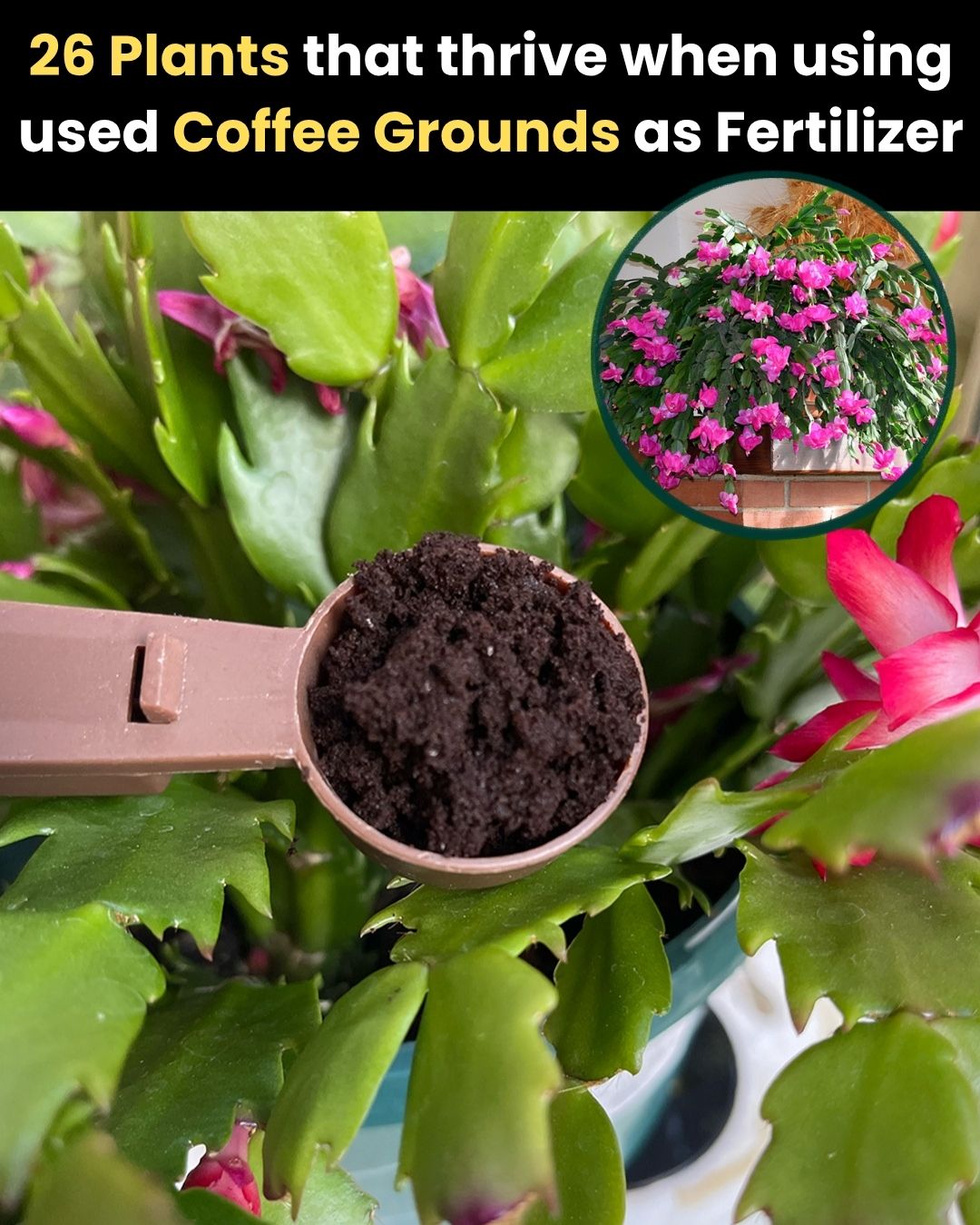 Garden Lovers Club Facebook ad