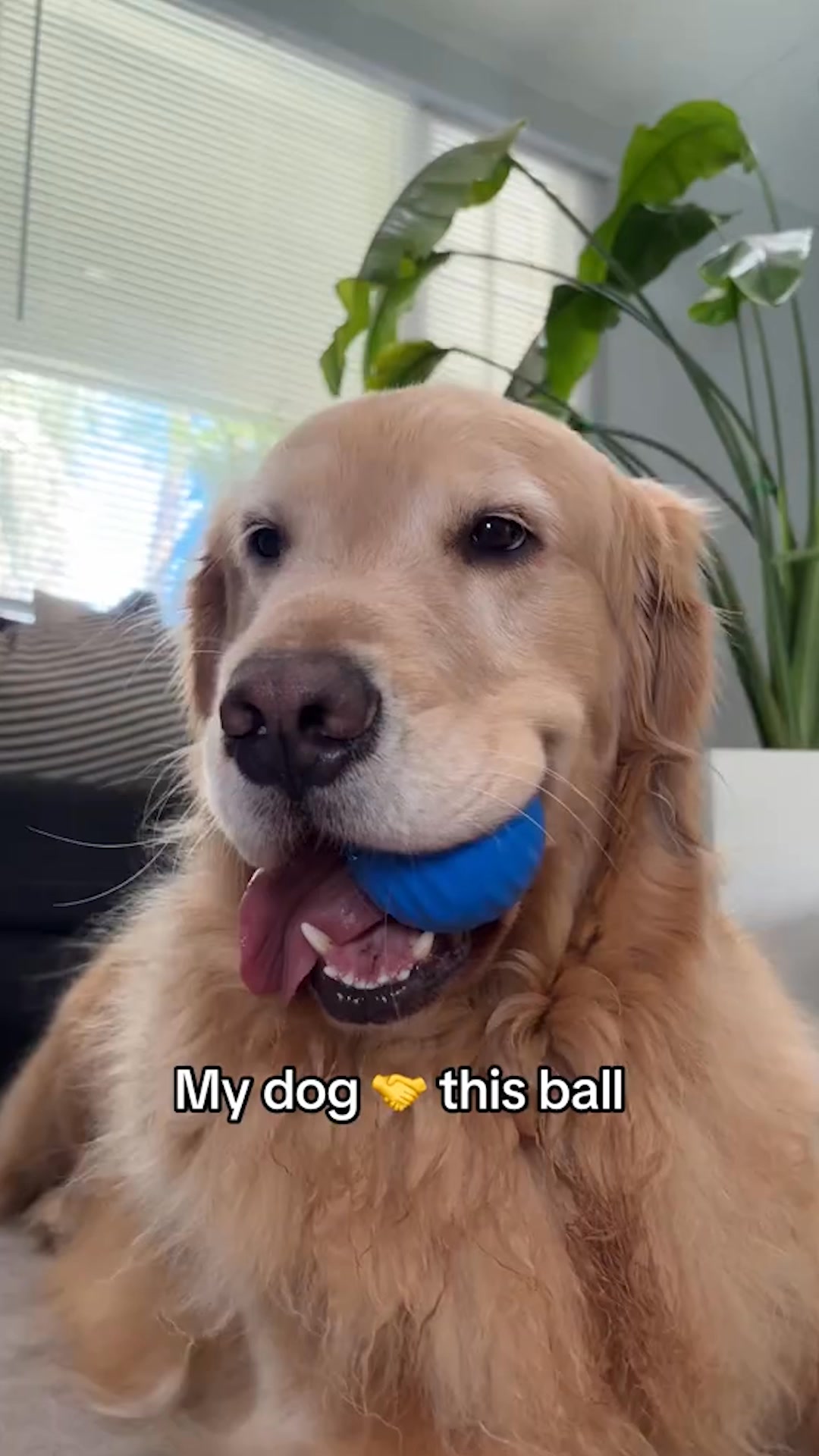 Paws&Friends Facebook ad from Jul 24, 2026