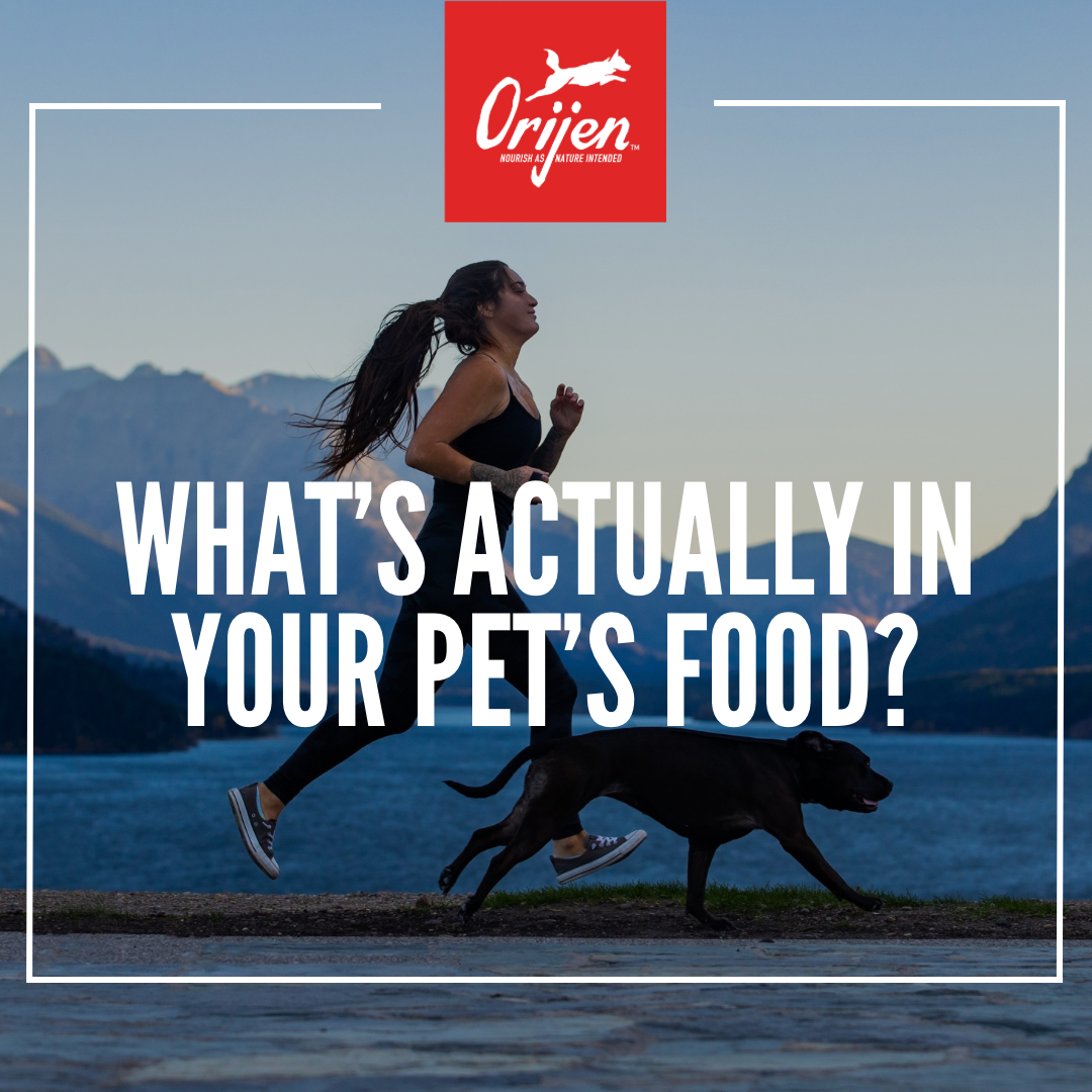 ORIJEN Pet Food UK Facebook ad: If every dog food claims to be high…