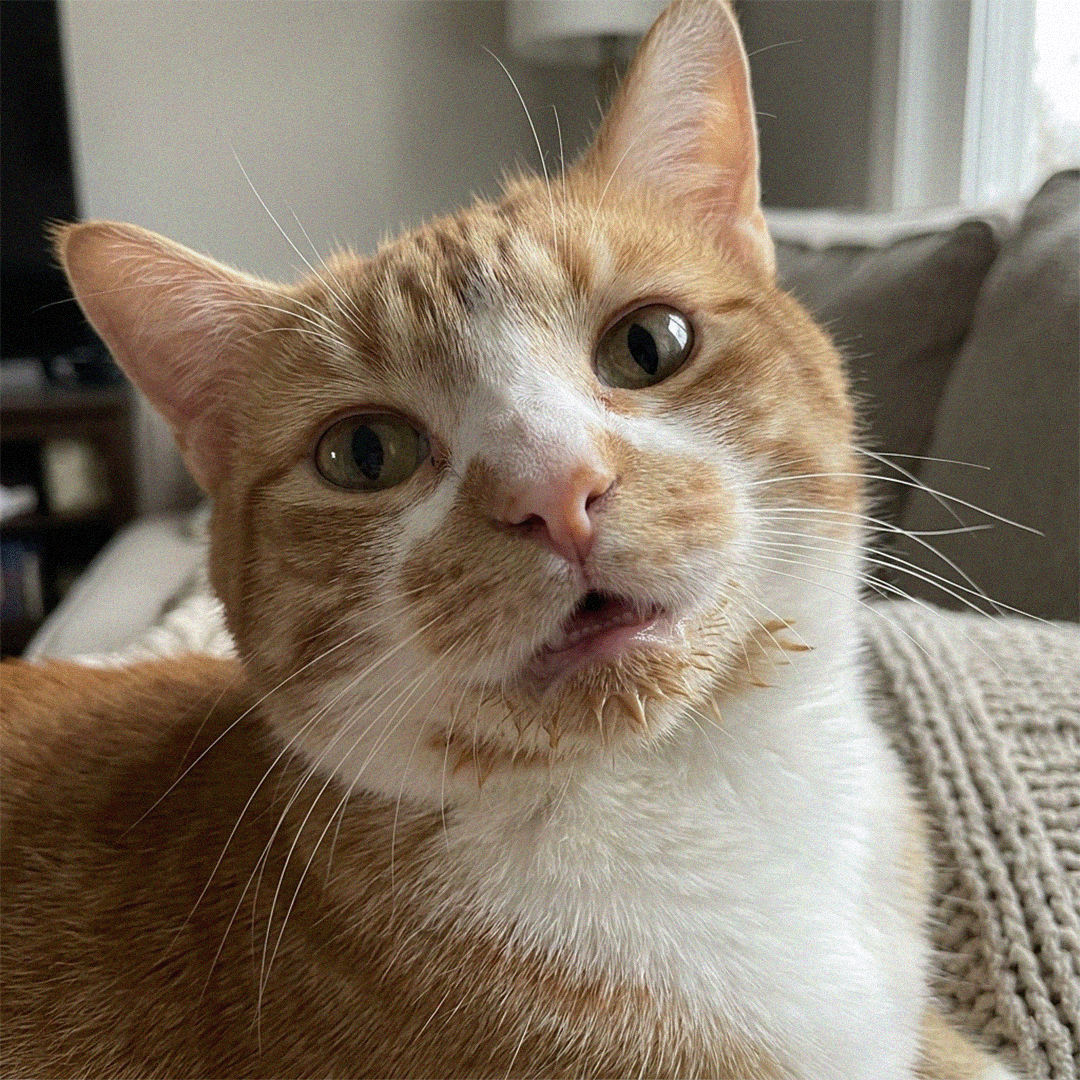 Cat Wellness Journal Facebook ad