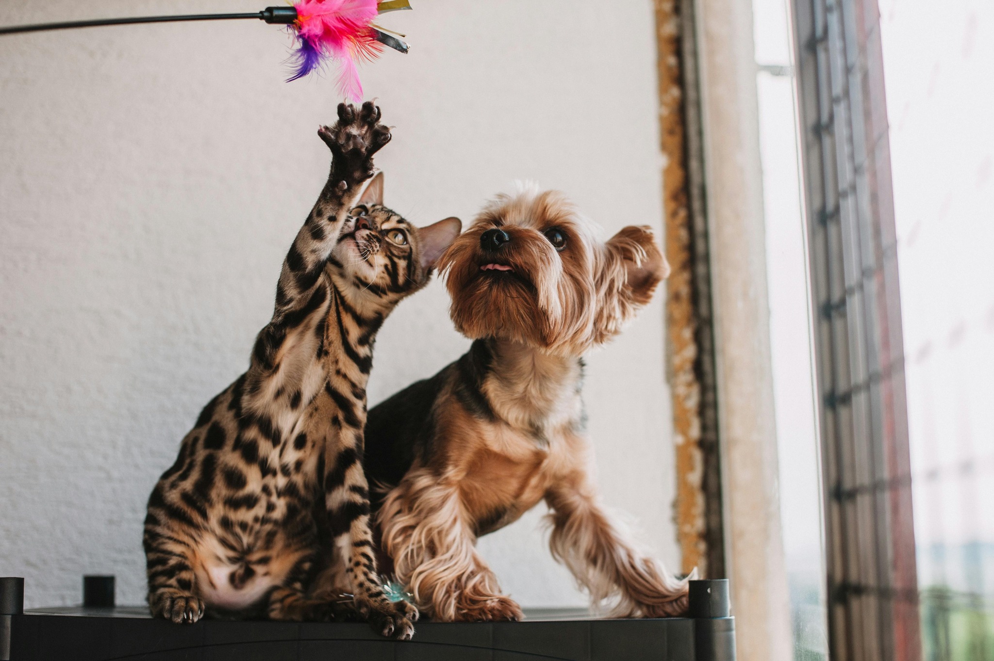 Pampered Pet Shop Facebook ad: 10% OFF - PAMPERED10