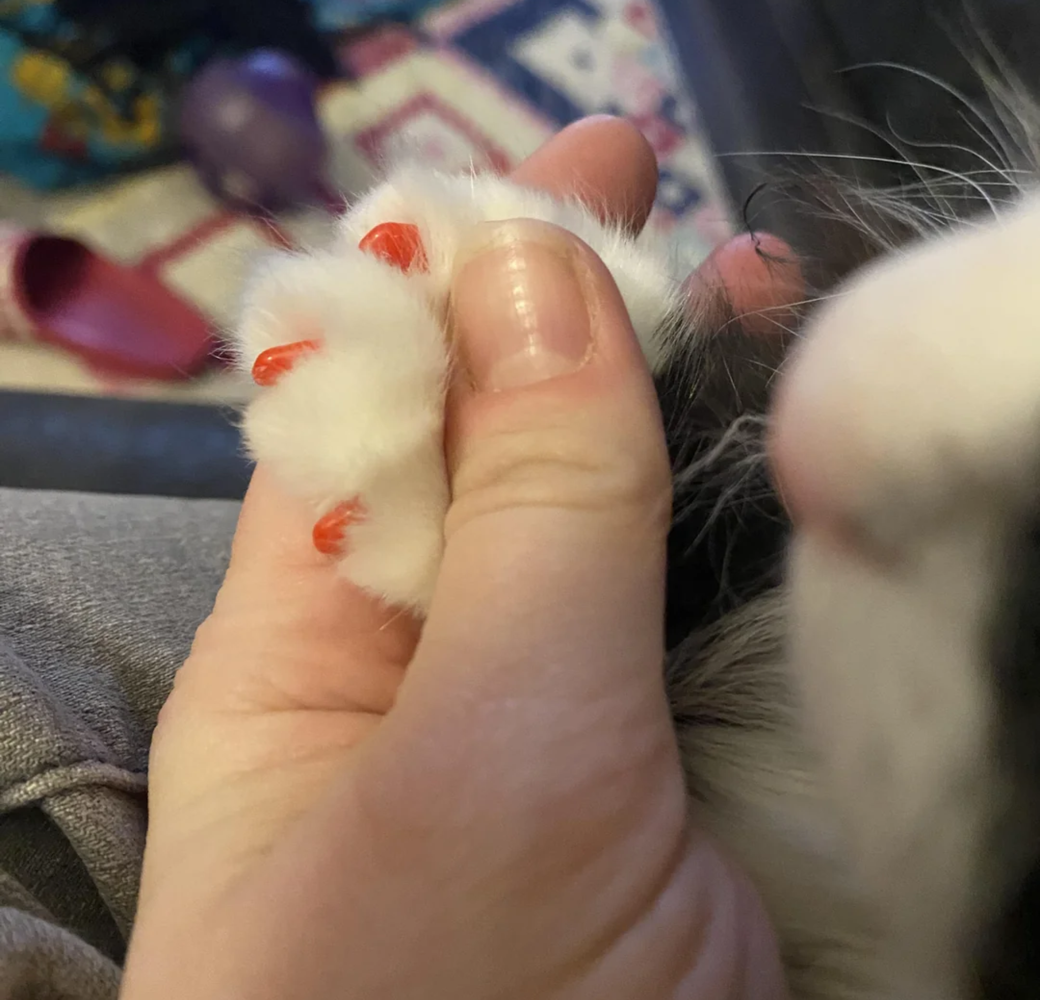 Vet Life Magazine Facebook ad