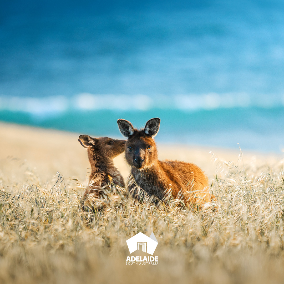 Northern Territory, Australia Facebook ad: Northern Territory, Australia