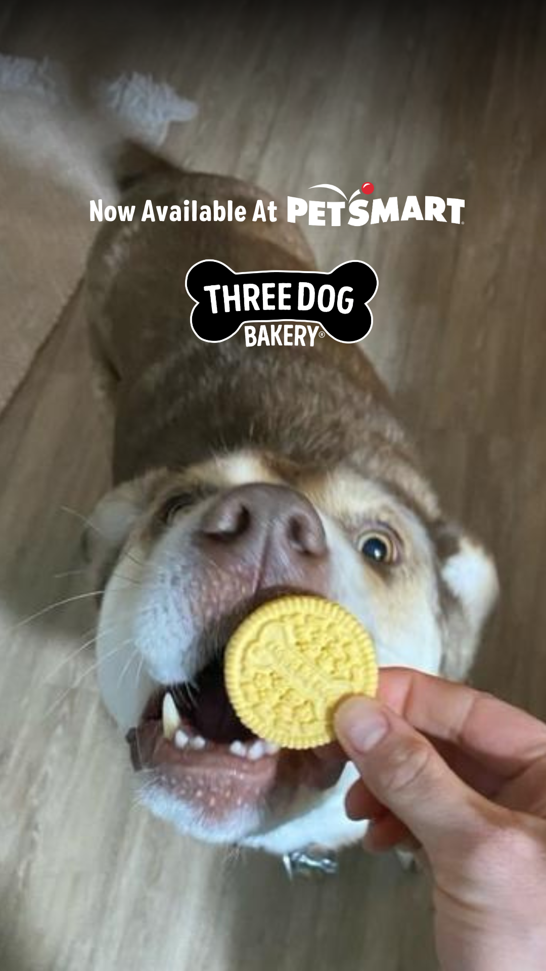 Three Dog Bakery Facebook ad