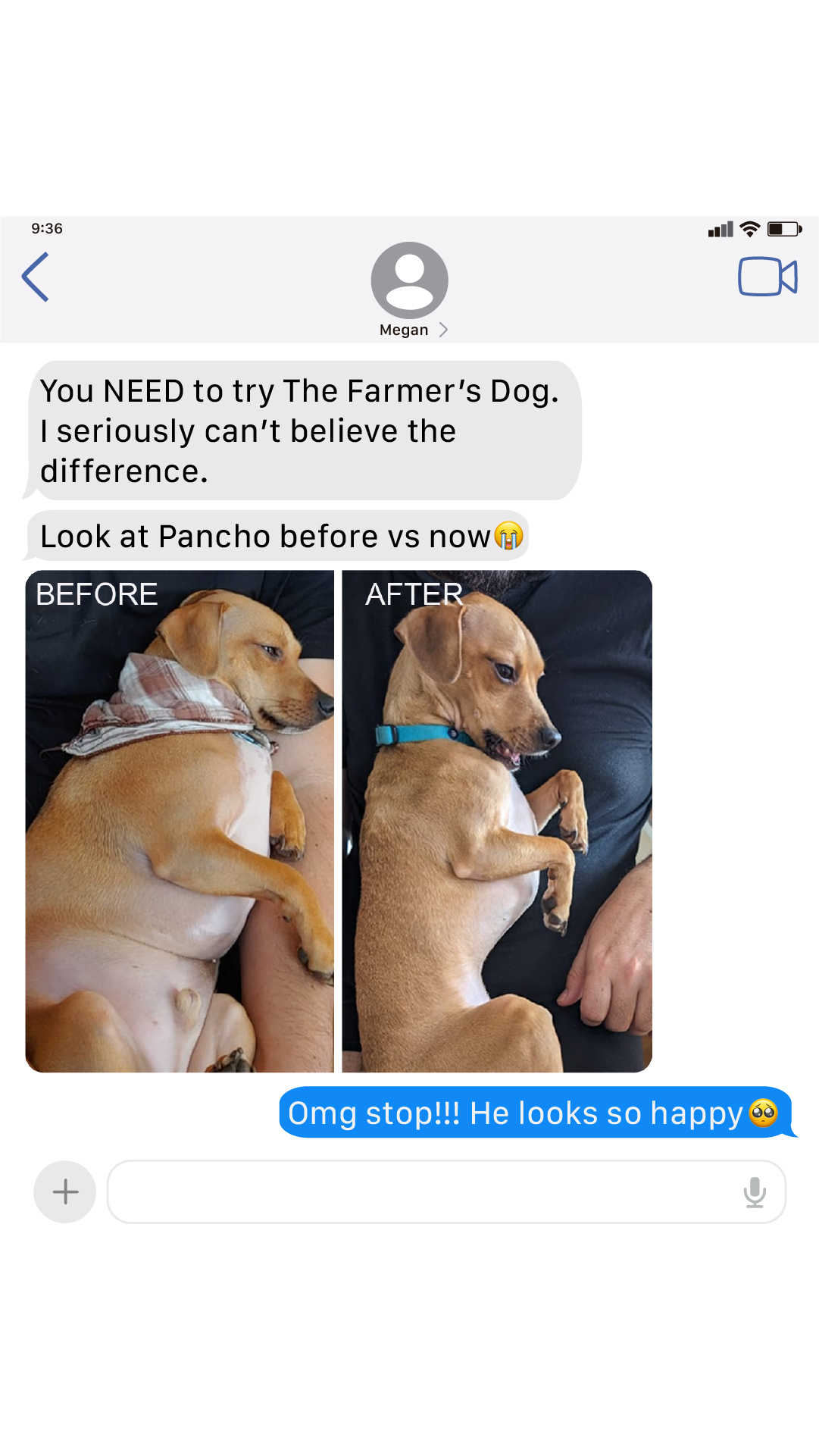 Dog Wellness Dispatch Facebook ad