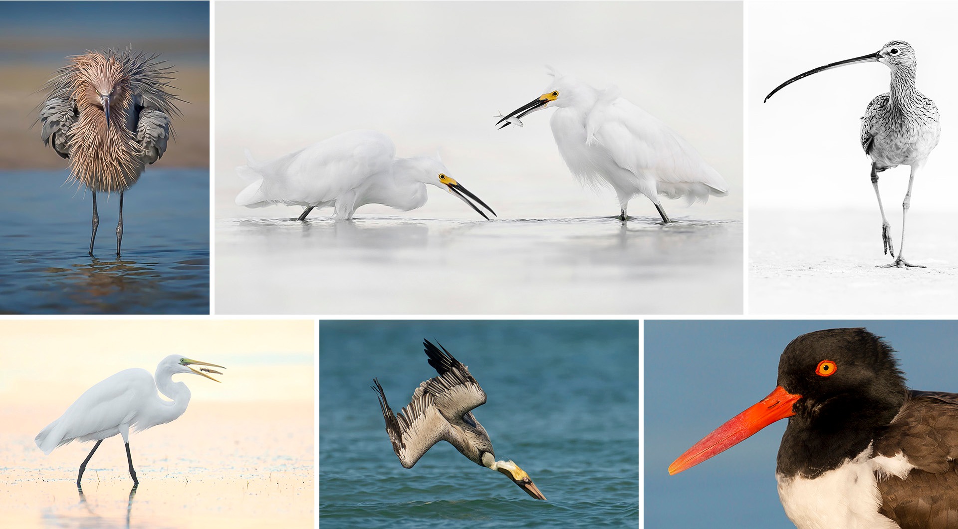 Steven Blandin - Best Bird Photography Tours Facebook ad: Florida Shorebirds Wading Birds Photography Tour