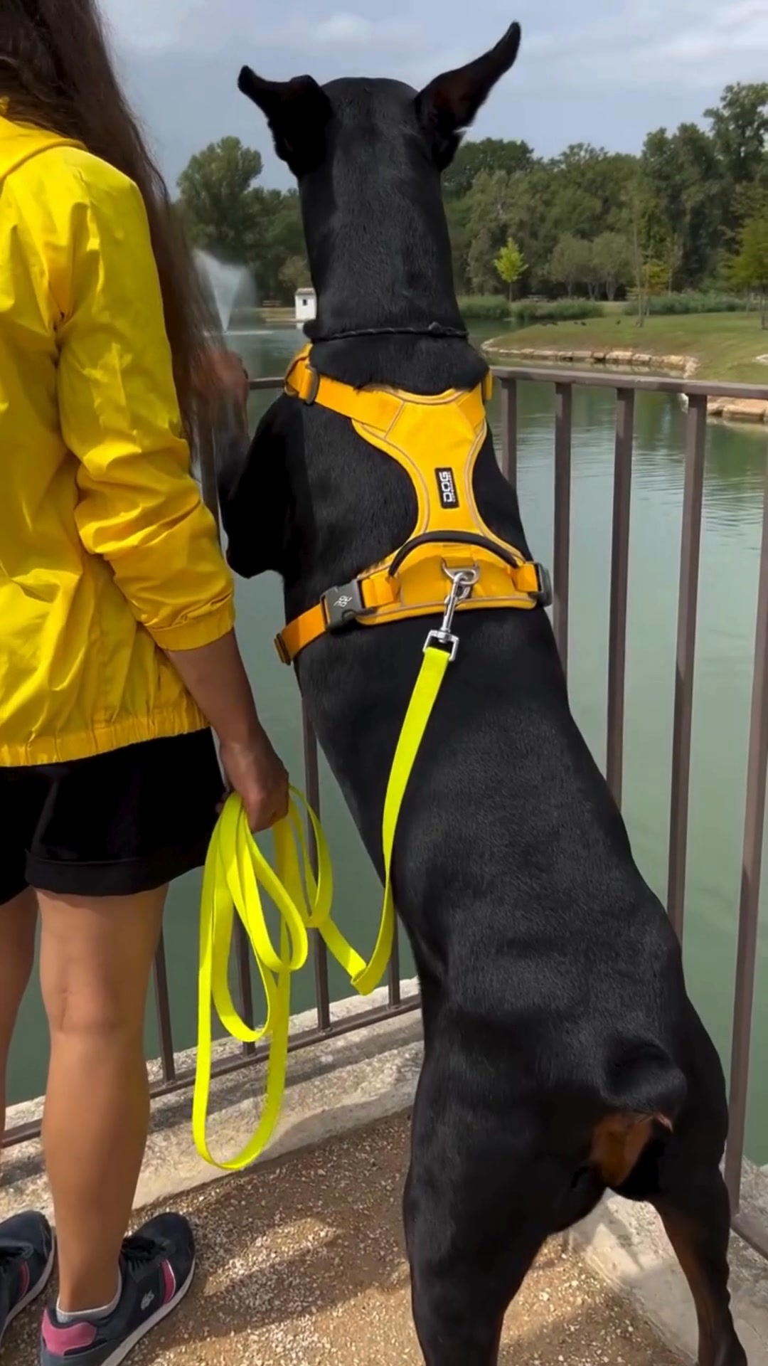 DOG Copenhagen Facebook ad from Jun 15, 2026