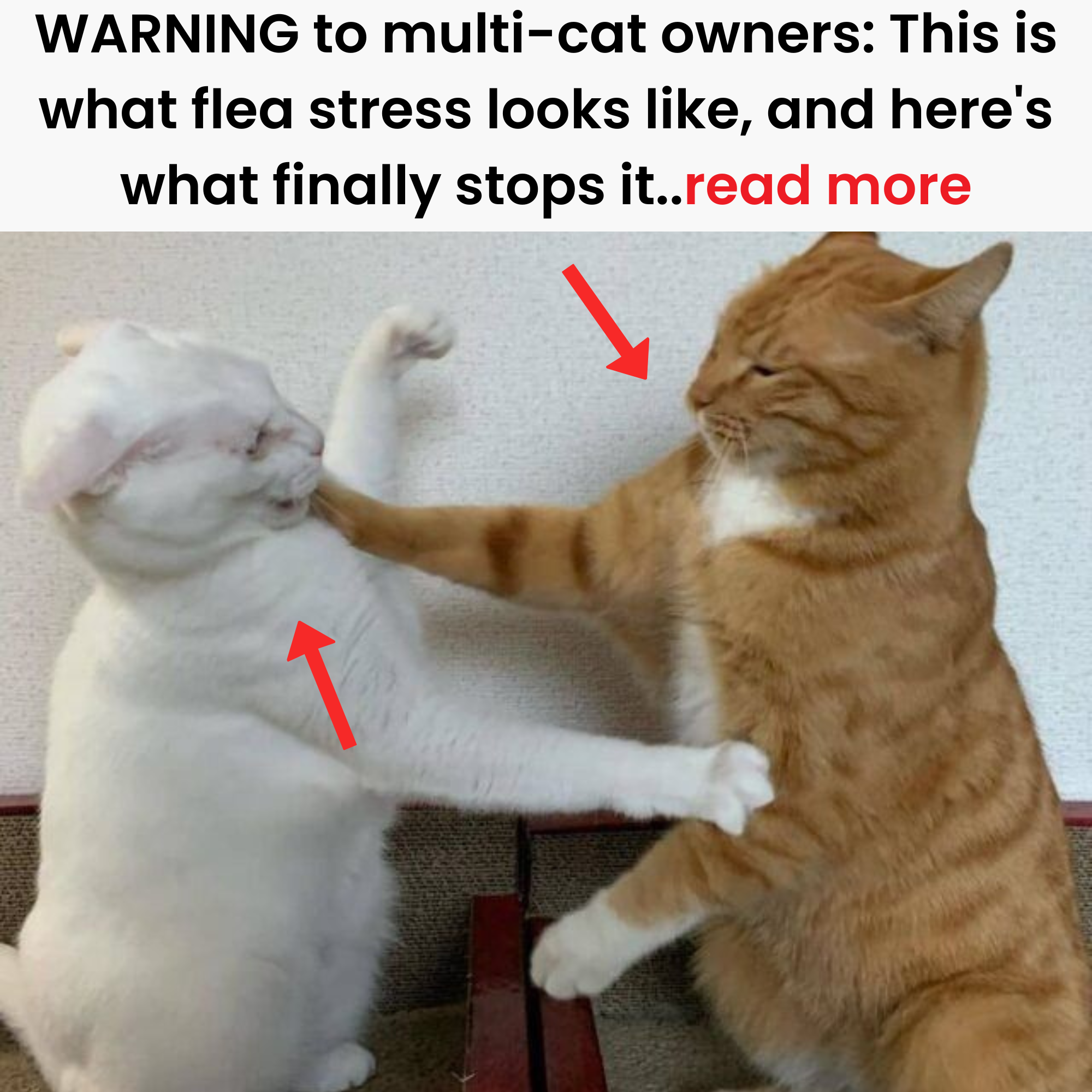 Barbara's Cat Diary Facebook ad