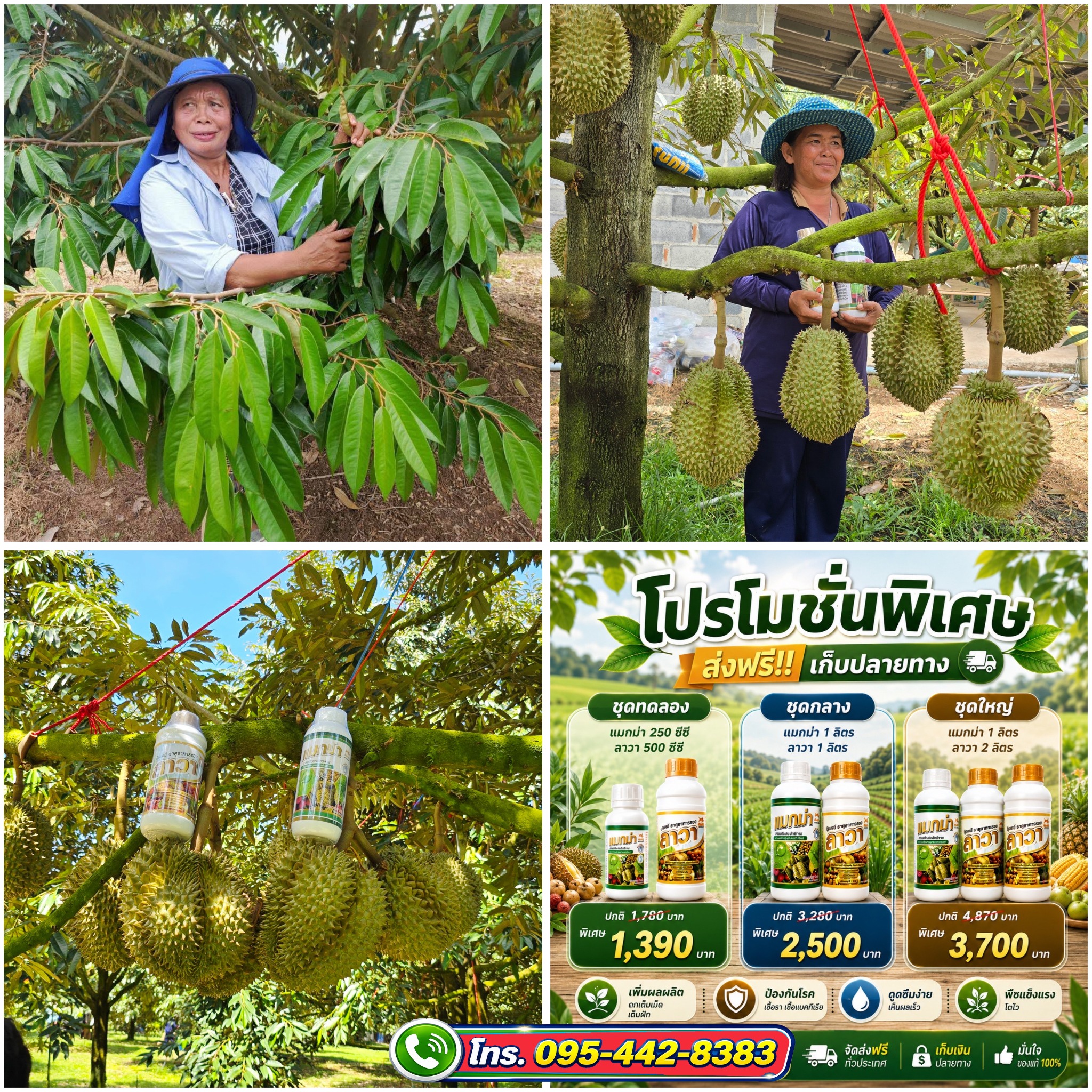 แมกม่าและปุ๋ยน้ำลาวา เพื่อเกษตร 095-442 8383 Facebook ad: แมกม่าลาวาบำรุงพืช หยุด! หนอน เพลี้ยแมลง