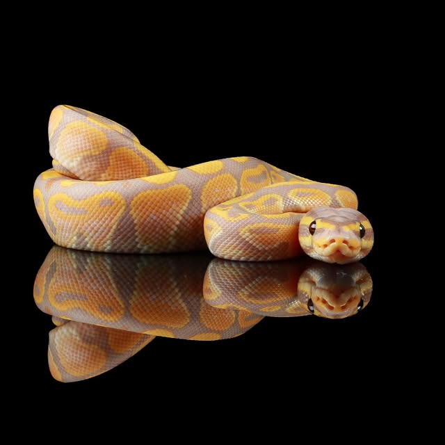 Picture It Pythons Facebook ad: Discover Unique Ball Python Morphs