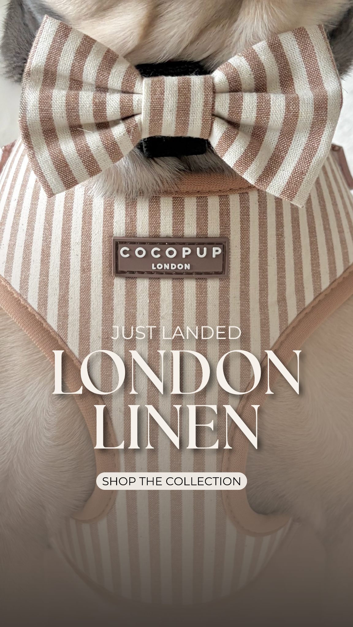 Cocopupuk Facebook ad