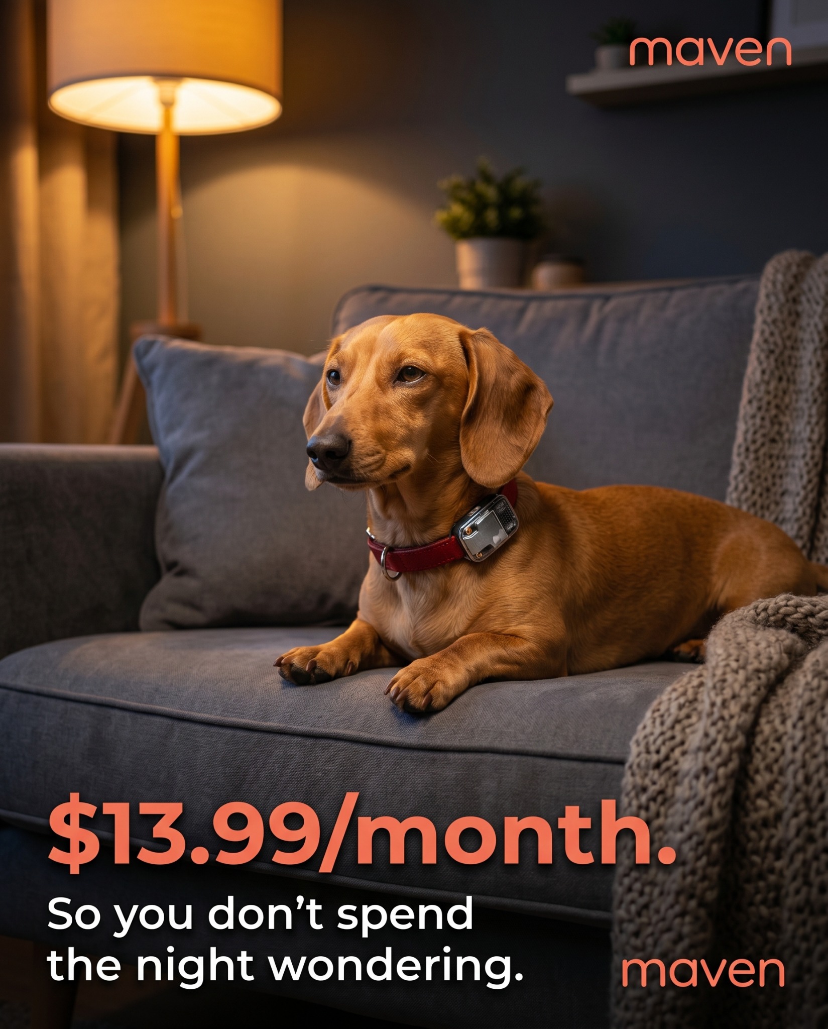 Maven Pet Facebook ad