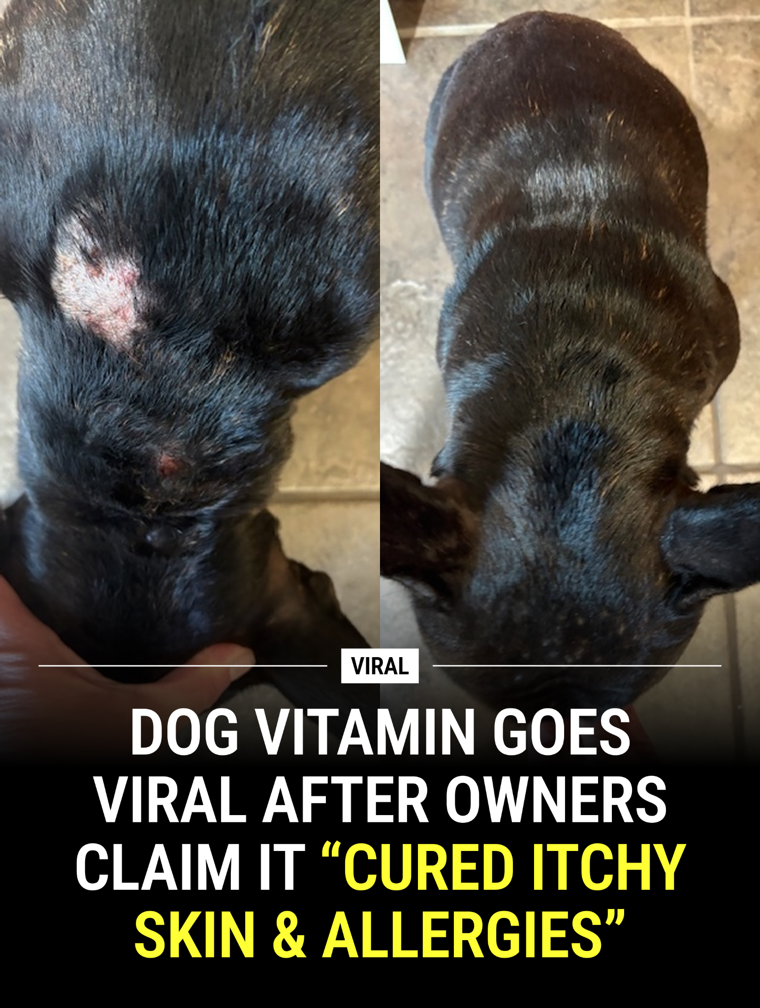 Dog is Human Facebook ad