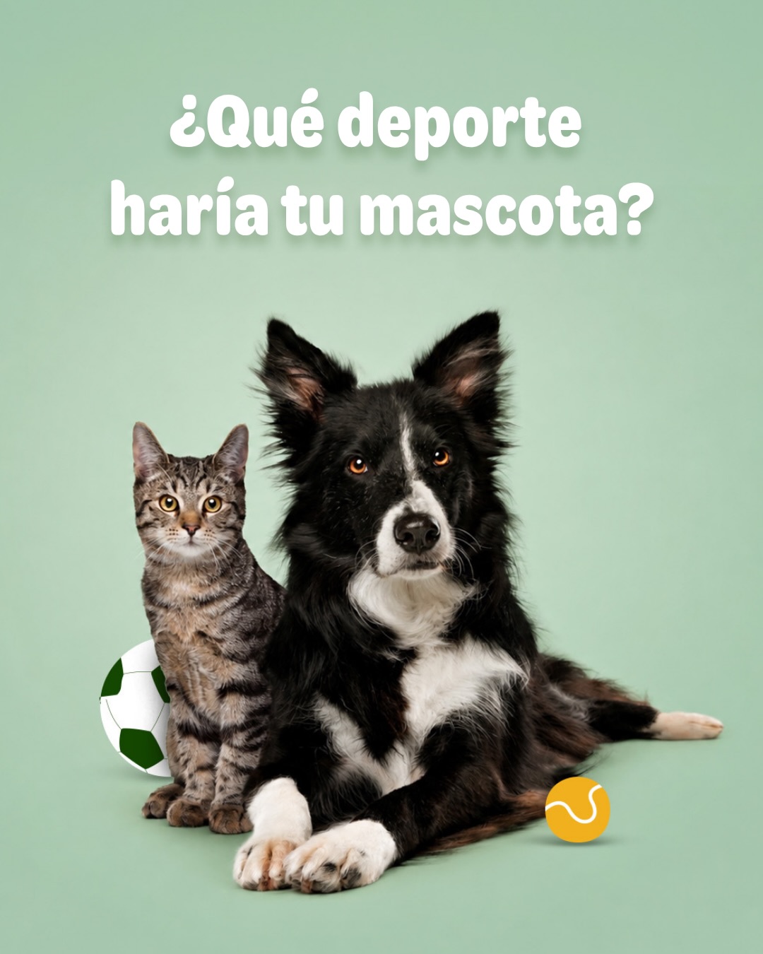 zooplus Facebook ad: ¿Qué deporte haría tu mascota?
