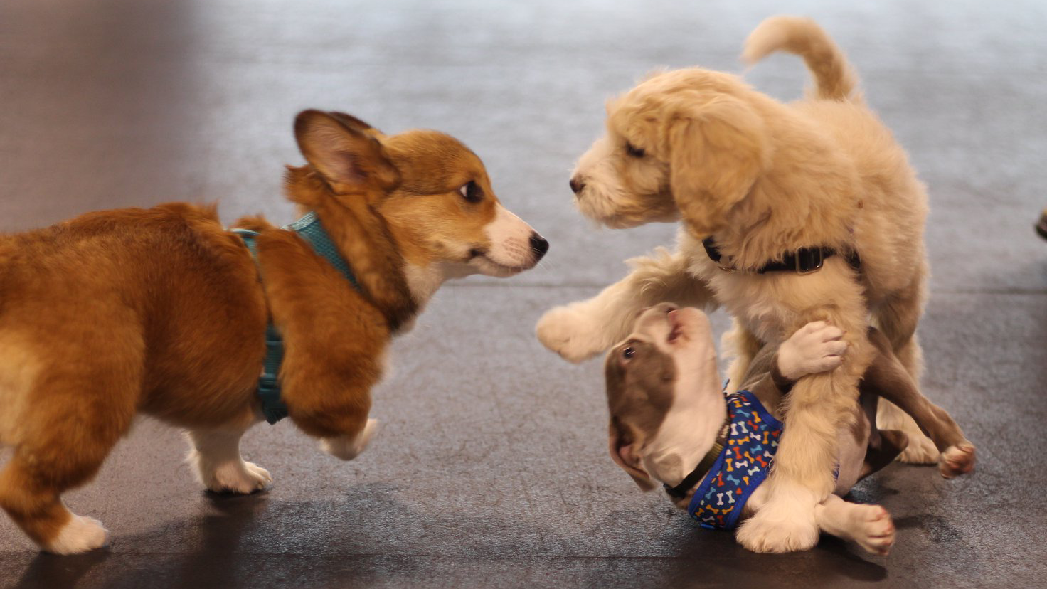Zoom Room Dog Training Facebook ad